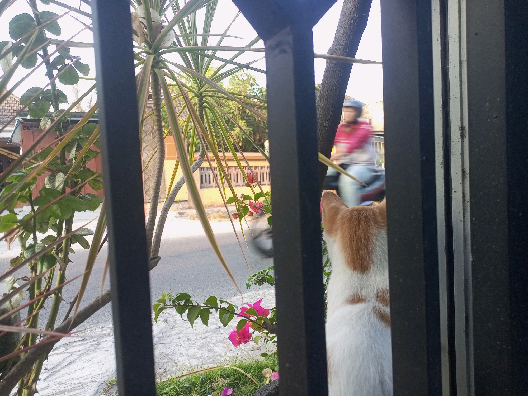 A ginger and white cat is seen from behind, looking out through a black metal fence. The cat's head and upper body are visible, with its ginger markings concentrated on its ears and back. Beyond the fence, a street is visible with a person on a motorcycle blurred by motion. The motorcycle rider is wearing a pink shirt and a blue helmet. Tropical plants, including a dracaena with long, thin leaves and flowering bougainvillea with bright pink blossoms, are present in the foreground and midground. The setting appears to be outdoors, likely in a residential area, possibly in Ngasem, Indonesia, given the tropical vegetation and style of buildings visible in the background. The lighting suggests it is daytime.