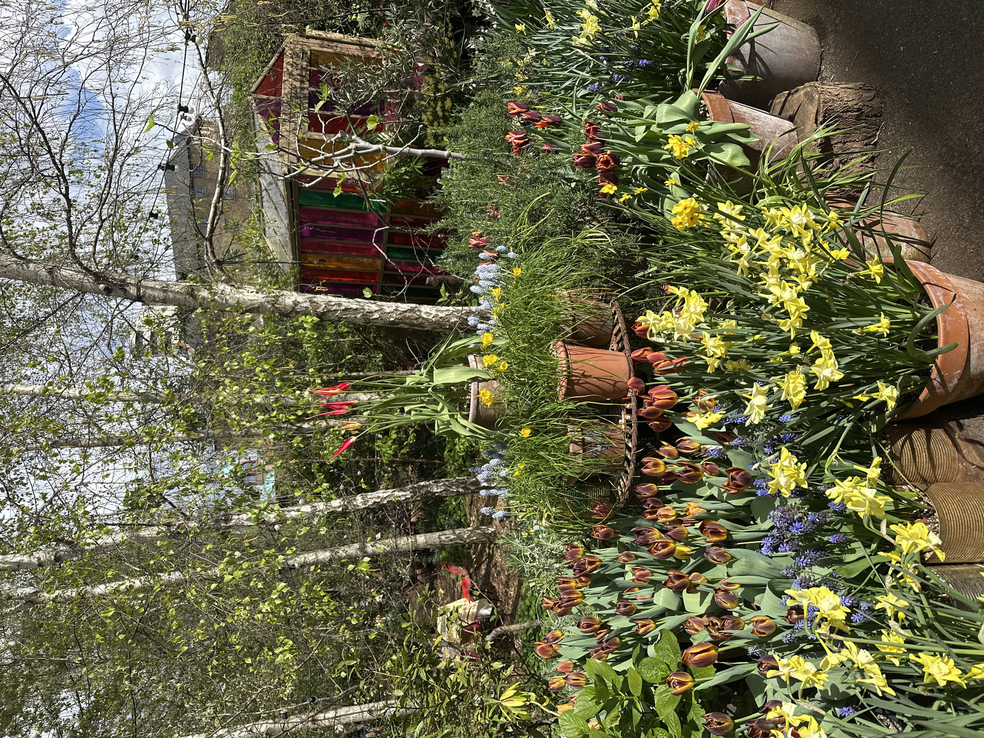 The scene captures a vibrant garden setting in London, United Kingdom. The focus is on a layered display of flowers in terracotta pots. Daffodils, tulips of various shades, and bluebells are prominently featured. Behind the floral arrangement, silver birch trees with fresh spring foliage create a natural backdrop. A small, colorful wooden structure adds a whimsical element to the scene. The location appears to be a well-maintained urban garden, possibly a private or community space. There are no people visible in the frame.