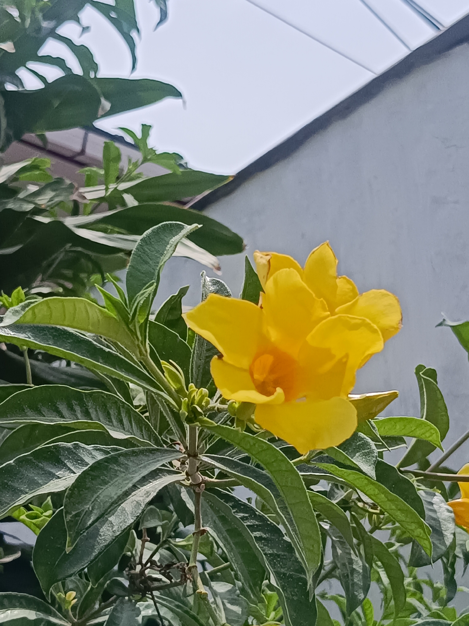 The image shows a close-up of a vibrant yellow allamanda flower in full bloom. The flower is surrounded by lush green leaves with distinct white edges. The background features a light gray wall and a glimpse of a light blue sky. The location is suggested to be Lhokseumawe, Indonesia, based on the prompt. There are no people visible in the image. The focus is on the flower and its immediate surroundings.