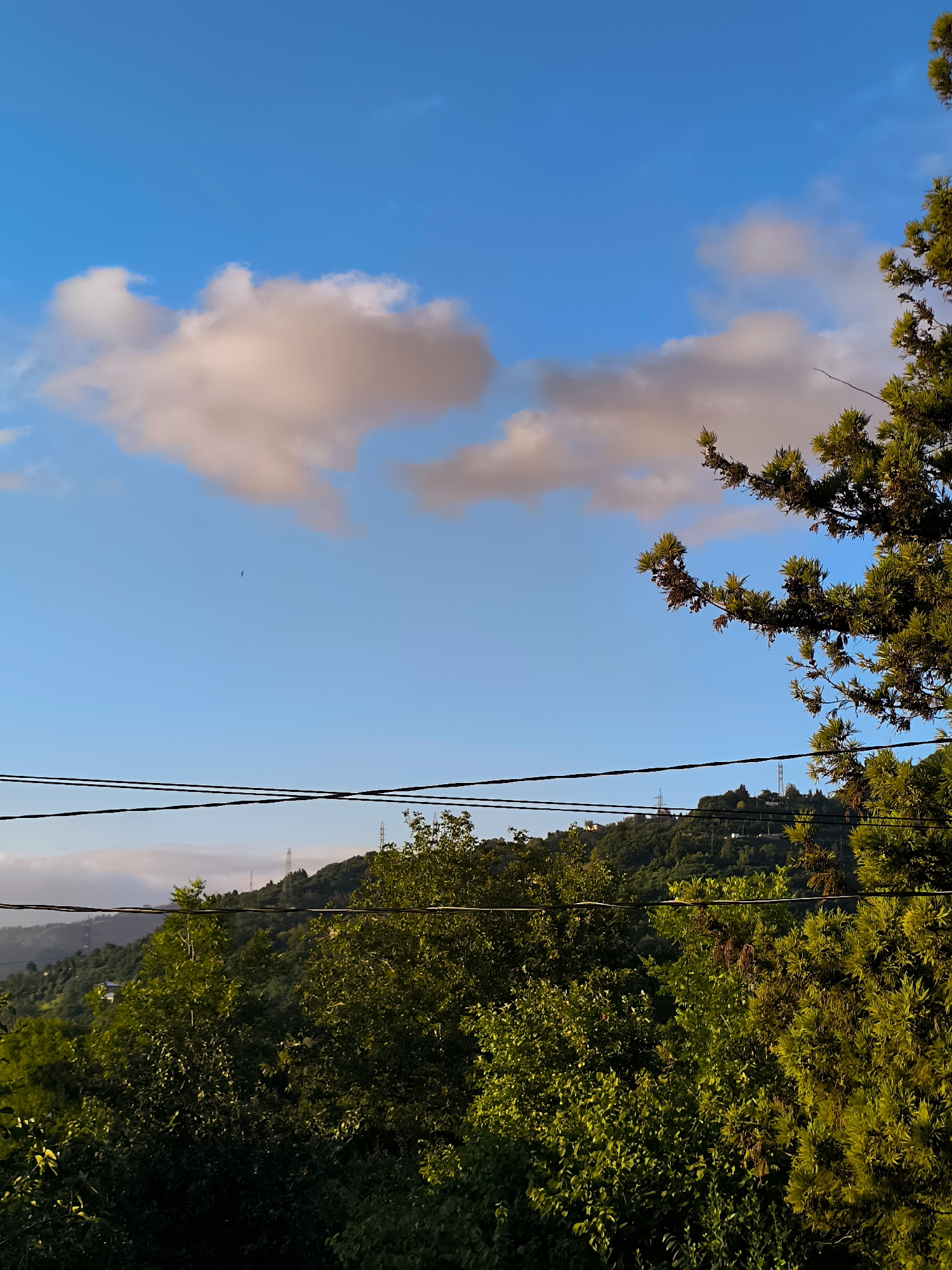 The image shows a view of lush green hillsides under a bright blue sky with scattered clouds in Makho, Georgia. In the foreground, there are several power lines strung horizontally across the frame. The middle ground is dominated by dense trees and foliage, with a prominent conifer on the right side of the image. In the background, the hills are covered in greenery, with some structures and transmission towers visible on their crests. The sky features a few soft, light-colored clouds, and a small bird can be seen flying in the upper center of the frame. The overall scene depicts a natural, mountainous landscape with elements of human infrastructure.