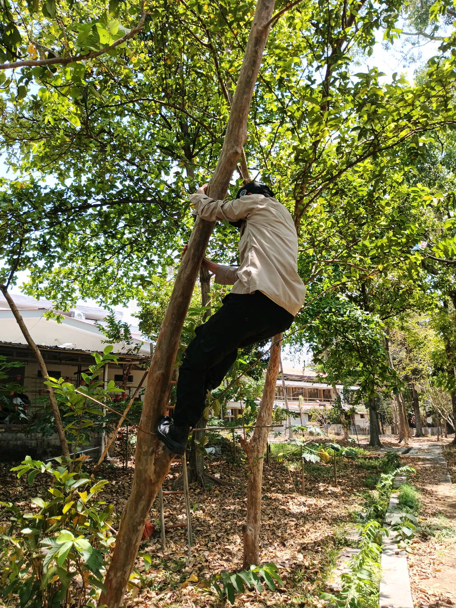 In Bandung City, Indonesia, a person is climbing a tree. The individual is wearing a light-colored long-sleeved shirt and dark pants, with a black cap. They are using two adjacent trees for support, with their hands gripping the trunks and their legs positioned on the tree on the right. A metal ladder is visible leaning against the tree trunk on the right, partially obscured by the person. The environment is outdoors, with lush green foliage from the trees overhead. Below the trees, the ground is covered with fallen leaves and some greenery. In the background, there is a building with a white facade and a walkway. The scene suggests an activity related to tree maintenance or harvesting.