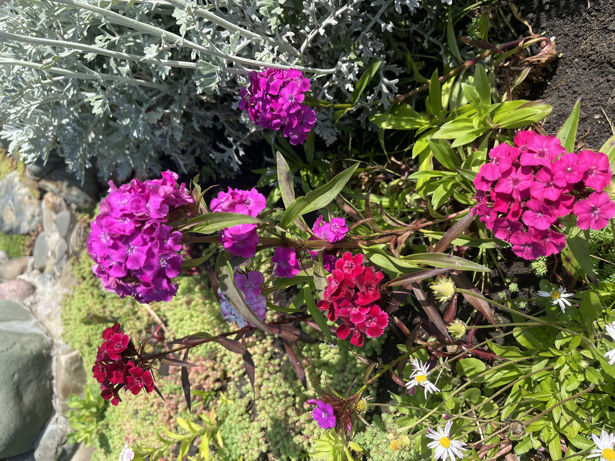 The image shows a garden bed with various flowers in bloom. Predominantly, there are clusters of brightly colored dianthus flowers in shades of magenta and red. These are interspersed with other greenery, including a silver-leaved plant, possibly artemisia, and smaller green groundcover plants. Several small white daisies with yellow centers are also present. The background consists of soil and a portion of a stone border along the edge of the garden bed. The overall scene suggests a well-maintained garden setting. There is no indication this location is specifically within the city of Krasnodar, Russia; this information can not be verified from the image.