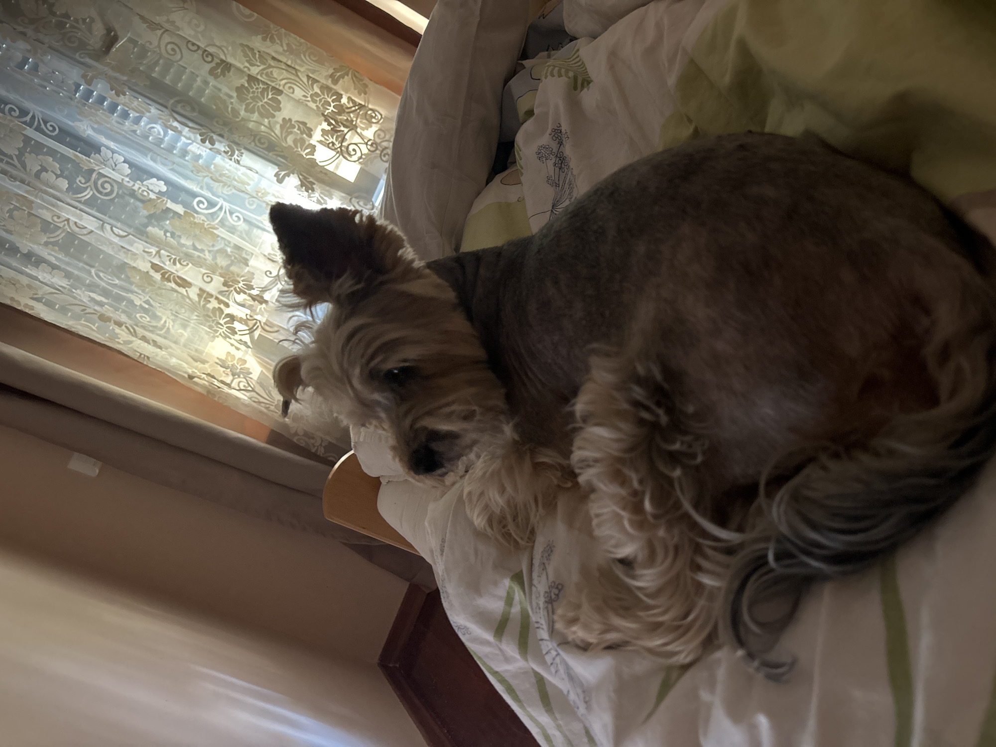 A small, scruffy terrier-mix dog is curled up asleep on a bed. The dog has sandy brown and gray fur, with one ear pointed up and the other flopped down. It appears to be resting its head on a white pillow.
The bed is covered in patterned linens. A window with sheer, decorative curtains is visible in the background, letting in soft light. The curtains have a floral or damask pattern in a light color. The lighting suggests it could be morning or late afternoon. The scene appears to be indoors, likely a bedroom. The overall mood is peaceful and cozy, with the dog looking comfortable and relaxed. The environment appears to be in Budva, Montenegro. There is no visible text in the image.