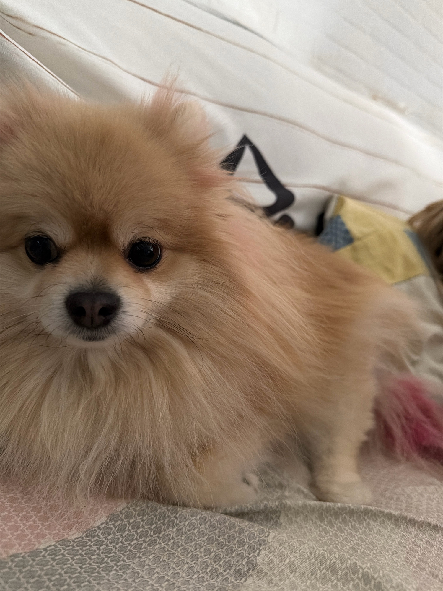 The image shows a close-up of a Pomeranian dog with light brown fur, resting on a bed. The dog is looking directly at the camera with its dark eyes. The background consists of a white duvet with subtle stripes and some patterned bedding. There are no discernible elements that would allow for the identification of a specific location in Tbilisi, Georgia.