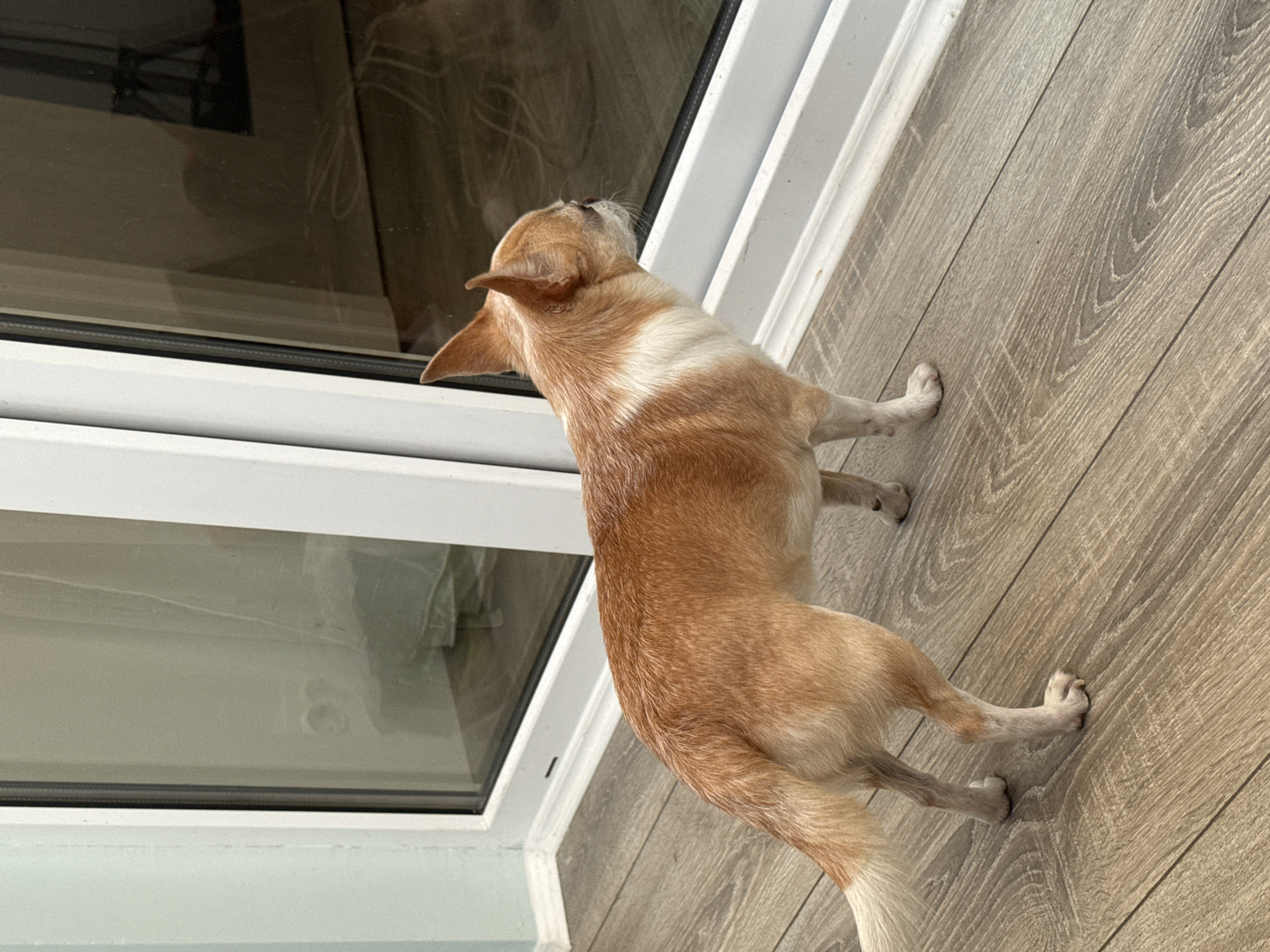 A small, tan-and-white dog stands on a light-brown, wood-patterned floor, facing and looking up at a large window or sliding glass door. The dog's back is mostly to the camera. The door frame is white, and the floor extends to the right edge of the frame. The background visible through the window is somewhat indistinct. The location is indoors. There is no indication this is Chaltyr', Russia.