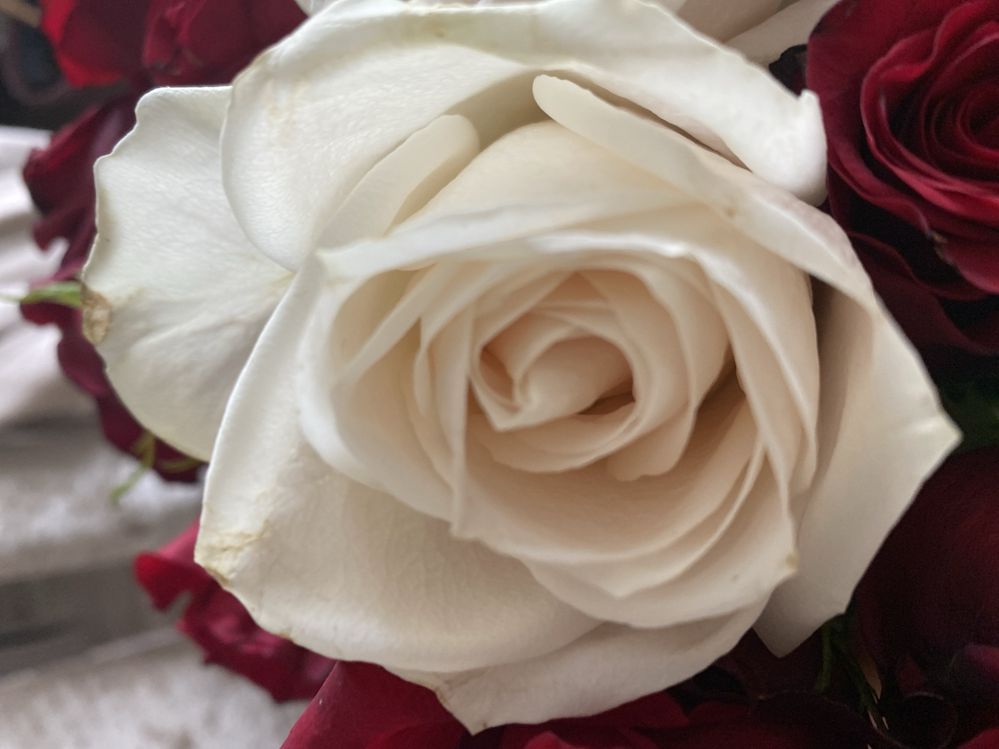 A close-up, top-down shot focuses on a single, cream-colored rose in the foreground, its petals unfurling in a spiral. The rose is surrounded by deep red roses, visible at the edges of the frame. The background is softly blurred, with hints of a textured, possibly fabric surface and some green foliage. The lighting is soft and diffused, highlighting the delicate texture of the petals. There are no people, actions, or interactions visible in the image. The image does not provide any information about a specific location in Les Cèdres, Canada.