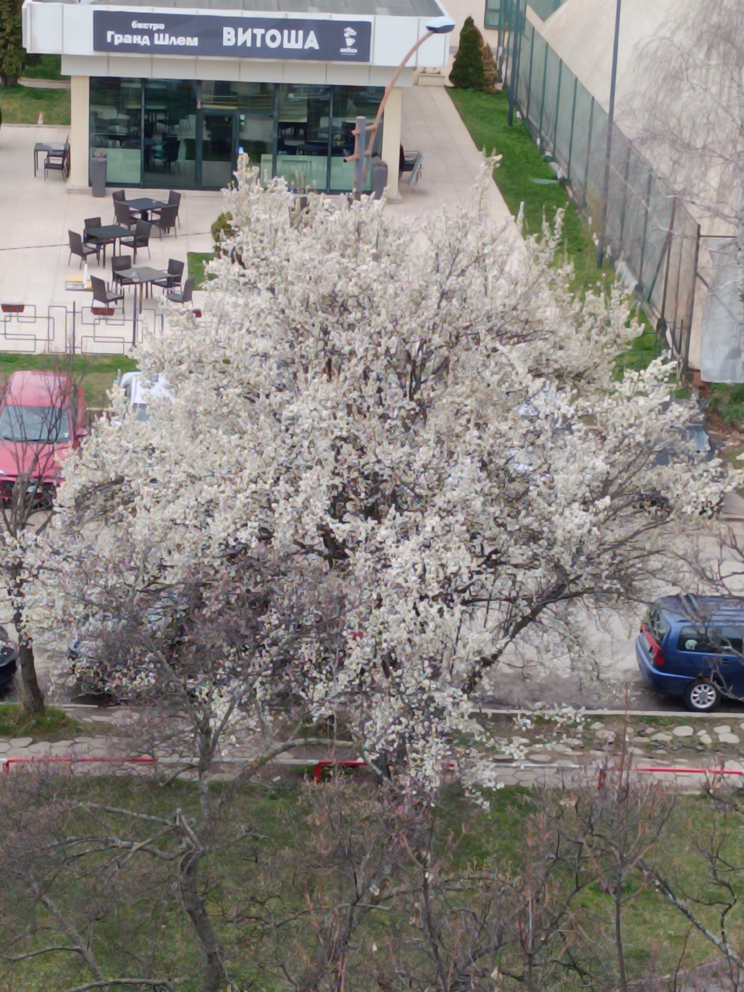 The image shows an aerial view of an outdoor area in Sofia, Bulgaria, featuring a restaurant/cafe labeled "Гранд Шлем ВИТОША". There are outdoor tables and chairs with a few people seated. A tennis court with a green fence is visible in the background. In the foreground and center, a large tree with white blossoms dominates the view. Several parked cars are scattered around the tree, including a red car, a white van, and a blue station wagon. Another smaller tree is present in the lower portion of the image.