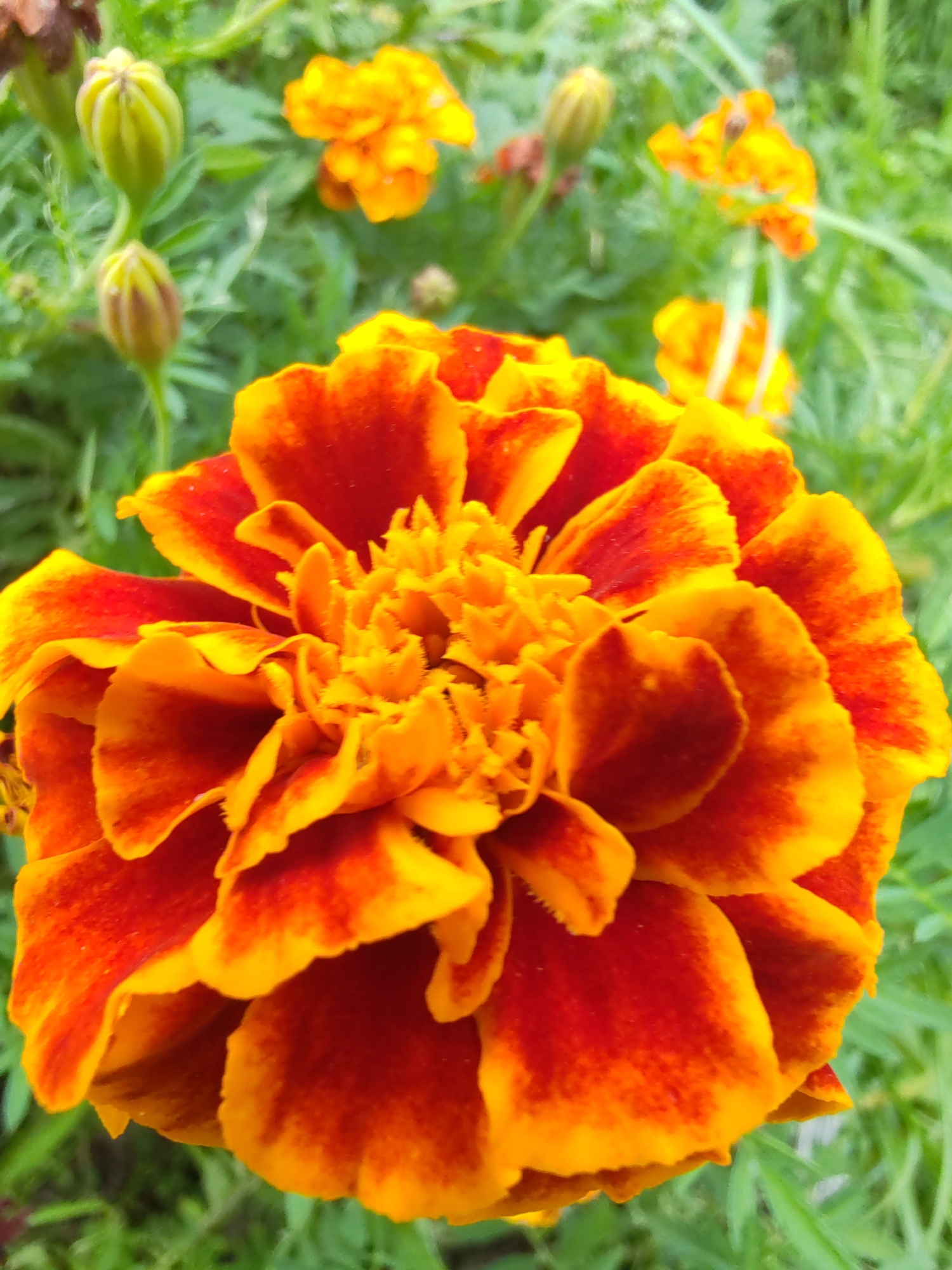 The image is a close-up, vertical shot of a vibrant marigold flower in bloom. The flower has multiple layers of petals, with the outer petals displaying a rich gradient of deep red at the base, transitioning to bright orange and yellow towards the edges. The center of the flower is a tightly packed cluster of smaller, ruffled orange petals. The background is blurred, showing hints of green foliage and other marigold buds and flowers in softer focus, suggesting a garden setting. The lighting appears natural, highlighting the texture and color saturation of the petals. The image does not contain any people or any identifiable landmarks of Чухлэм, Russia.