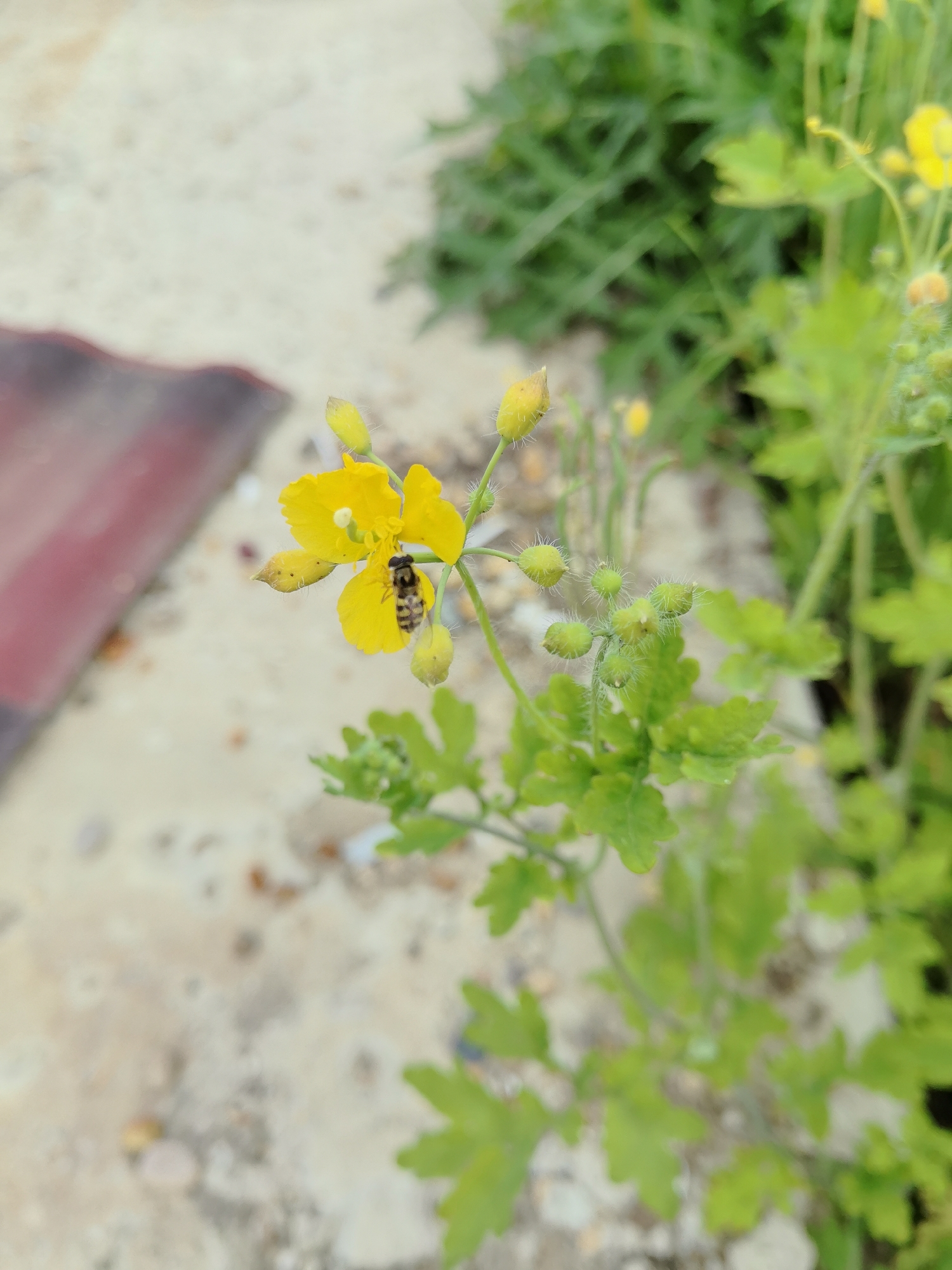 A bee is on a yellow flower. The bee is black and yellow striped. The flower has four petals. The flower is surrounded by green leaves and buds. There is a light-colored, pebbly ground in the background, with a blurry red object to the left. The scene is outdoors.