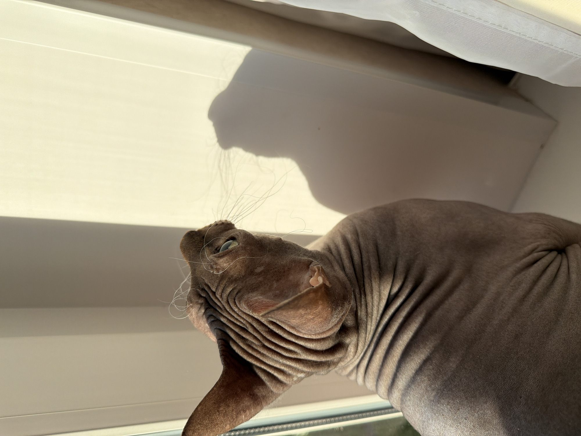 This close-up image shows a Sphynx cat indoors, possibly in Izhevsk, Russia, bathed in strong, direct sunlight. The cat, characterized by its hairless, wrinkled, greyish-brown skin, is positioned in the lower right portion of the frame, looking upwards and to the left. Its head is tilted, revealing numerous folds and wrinkles on its neck and around its large ears. One light-colored eye is visible, suggesting a focused or curious gaze. Long, prominent white whiskers extend from its muzzle, illuminated by the sun.
The background consists primarily of a bright, light-colored surface, likely a wall or windowsill, which is illuminated by the same direct sunlight. A large, sharp shadow of the cat's head and whiskers is cast prominently on this surface, providing a clear outline of its profile. In the top right corner of the frame, a section of white fabric, possibly a curtain or blind, is visible. The strong, directional light and the distinct shadow indicate it is daytime, likely morning or late afternoon, under sunny weather conditions. No text is visible in the image.