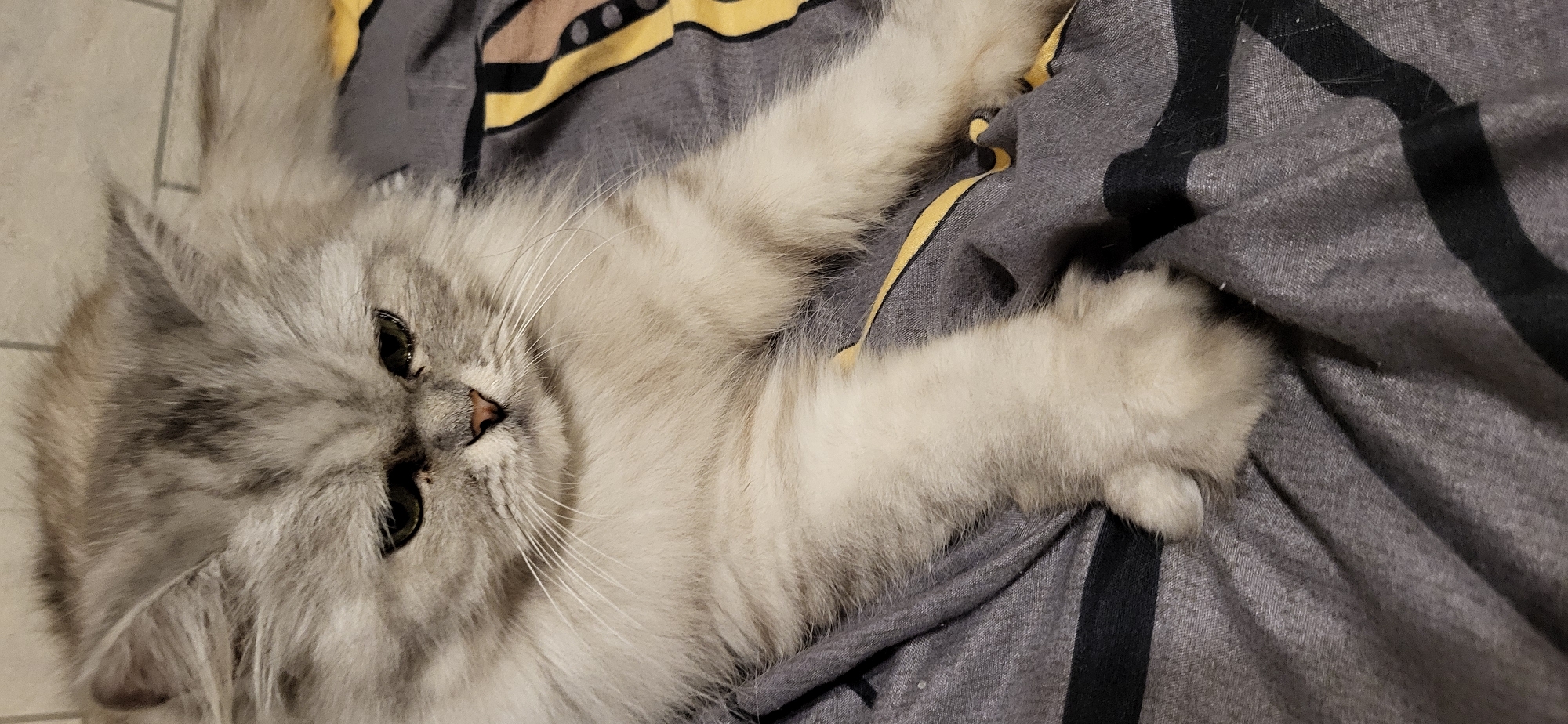 A fluffy, light-colored cat with dark gray markings on its head and back is lying on a gray blanket with black stripes and yellow accents. The cat is looking down and to the left with its paws extended. The background is blurred and appears to be a tiled wall. The image does not provide enough information to determine the location in the city of Almaty, Kazakhstan.