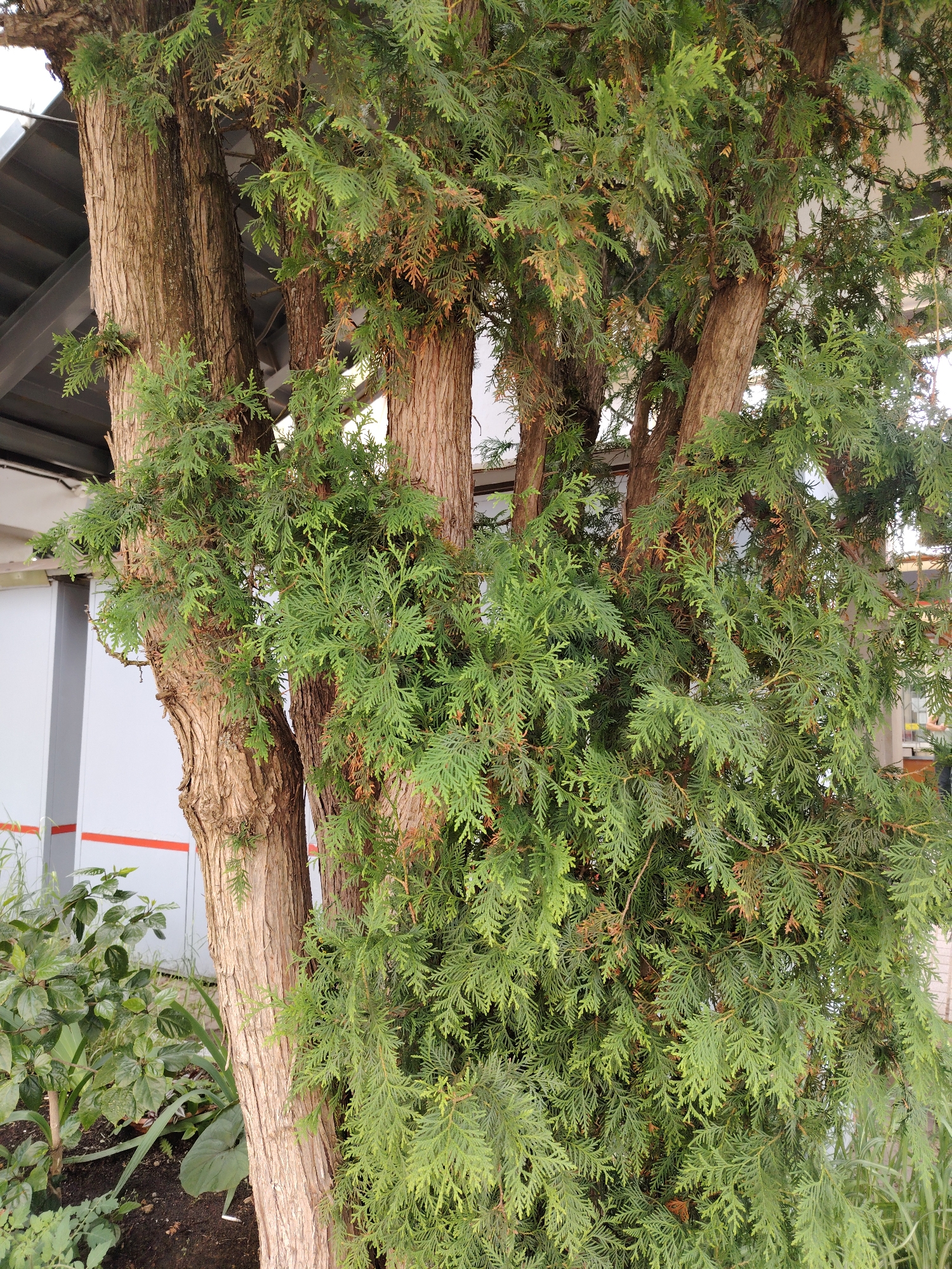 The image shows a close-up view of several tree trunks, likely of a conifer species, with dense, green, scale-like foliage. The bark is textured and light brown. The trees are positioned outdoors, with hints of a building with a light-colored facade and a metal roof visible in the background, suggesting an urban or suburban environment. The lighting is overcast, creating soft shadows. To the left of the tree trunks, some smaller green plants and soil are visible. There are no people or animals present in the image. The image does not provide any specific visual cues that would place the scene in Klin, Russia.