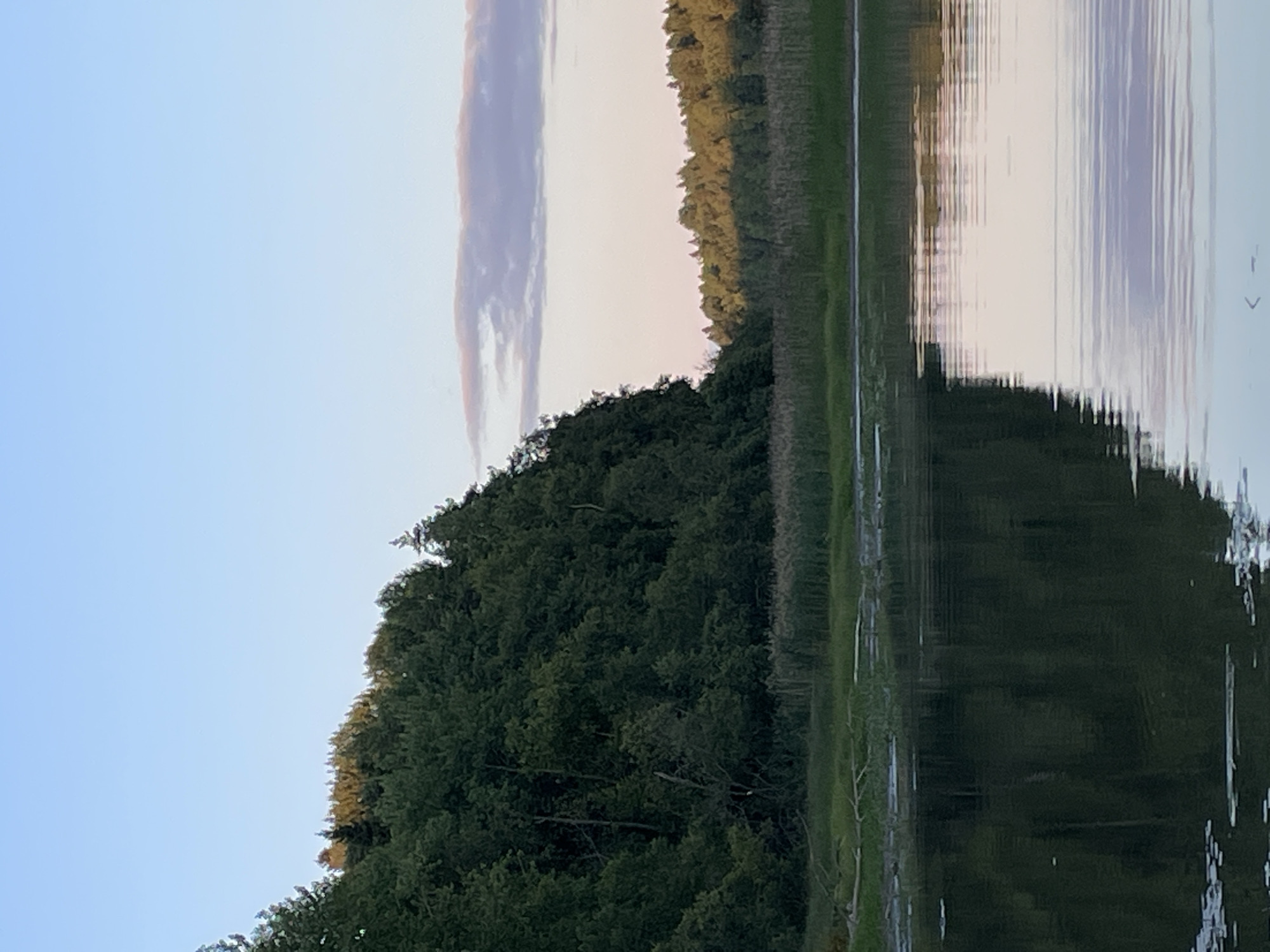 The image depicts a serene natural landscape, likely in the vicinity of Berozovo, Russia, given the context. A calm body of water occupies the lower half of the frame, reflecting the surrounding environment. The water's surface is disturbed by subtle ripples, creating abstract patterns of light and shadow. In the midground, a line of reeds or tall grass borders the water, separating it from the forested terrain beyond.
Dominating the left side of the image is a dense, dark green forest that slopes upwards, its canopy appearing thick and lush. The trees are a mix of deciduous and coniferous species, creating a textured mass of foliage. The forest continues along the horizon, transitioning into a lighter, sun-drenched area of trees on the right. These trees are bathed in the warm, golden light of what appears to be either sunrise or sunset, casting long shadows and highlighting the texture of their leaves.
The sky above is a clear, pale blue, with a few wispy, elongated clouds streaked with soft pink and lavender hues, indicative of twilight. The overall atmosphere is one of tranquility and natural beauty. No people or man-made structures are visible in the scene. The image appears to be a vertical shot, emphasizing the height of the trees and the expanse of the sky.