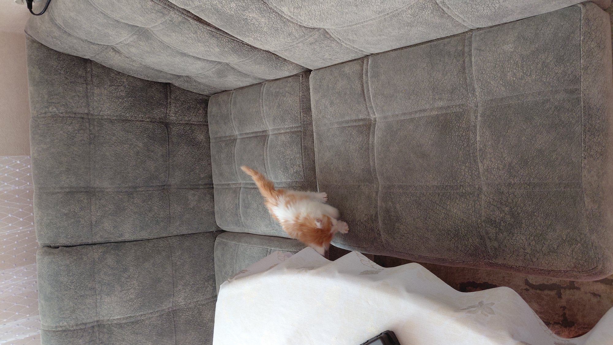 The image shows an orange and white kitten walking on a grey sectional sofa. The kitten is small and appears to be exploring the sofa. The sofa is upholstered in a textured fabric and has a quilted design. A white tablecloth is draped over a table to the left of the sofa. The background of the image is blurred, but appears to be a wall with sheer curtains. The image was taken indoors, likely in a residential setting. There is no information about the location in the city of Saratov, Russia.