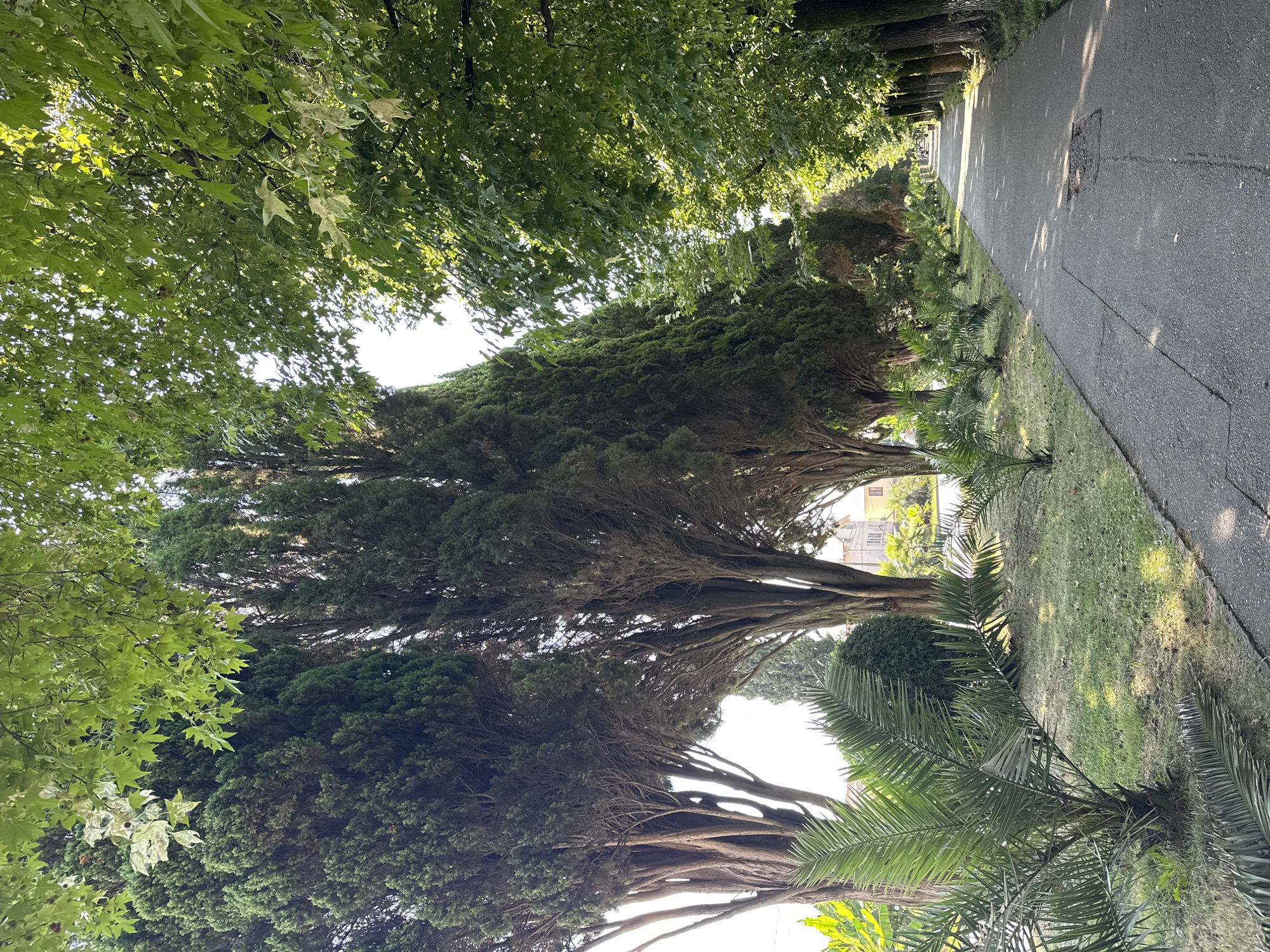 A paved pathway runs through a park lined with tall cypress trees on the left and deciduous trees on the right. Several young palm trees are planted in the grassy area between the pathway and the cypress trees. The sun casts dappled shadows across the pathway. In the background, a building can be seen between the trees. This scene is indicative of a park or boulevard in Sochi, Russia, a city known for its lush vegetation and coastal parks.