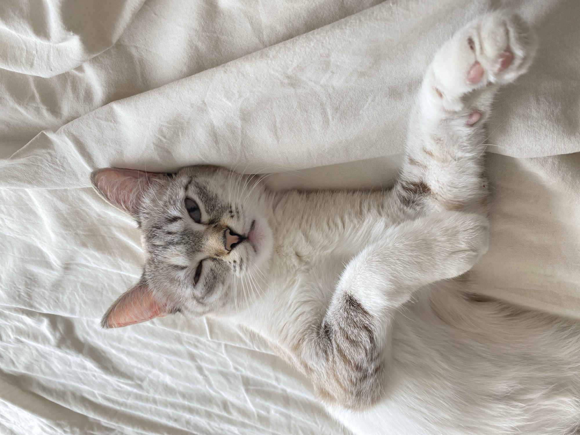 A domestic cat is lying on its back on a white sheet. The cat has white fur with grey and brown markings on its head and paws. One paw is raised in the air. The location is not discernible from the image.