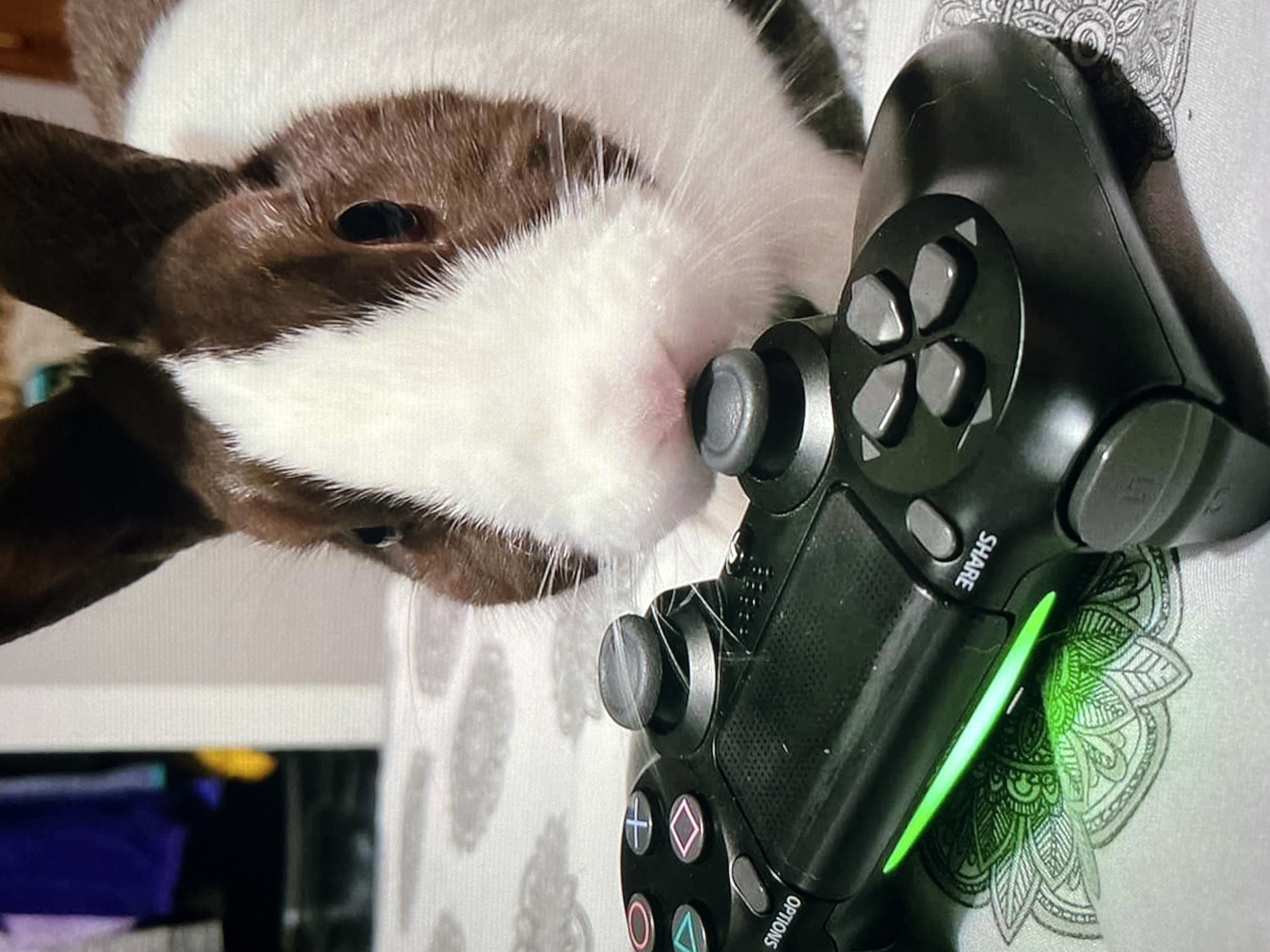 A rabbit with brown and white fur is positioned next to a black PlayStation 4 controller. The controller's light bar emits a green glow. The background appears to be a patterned white surface.