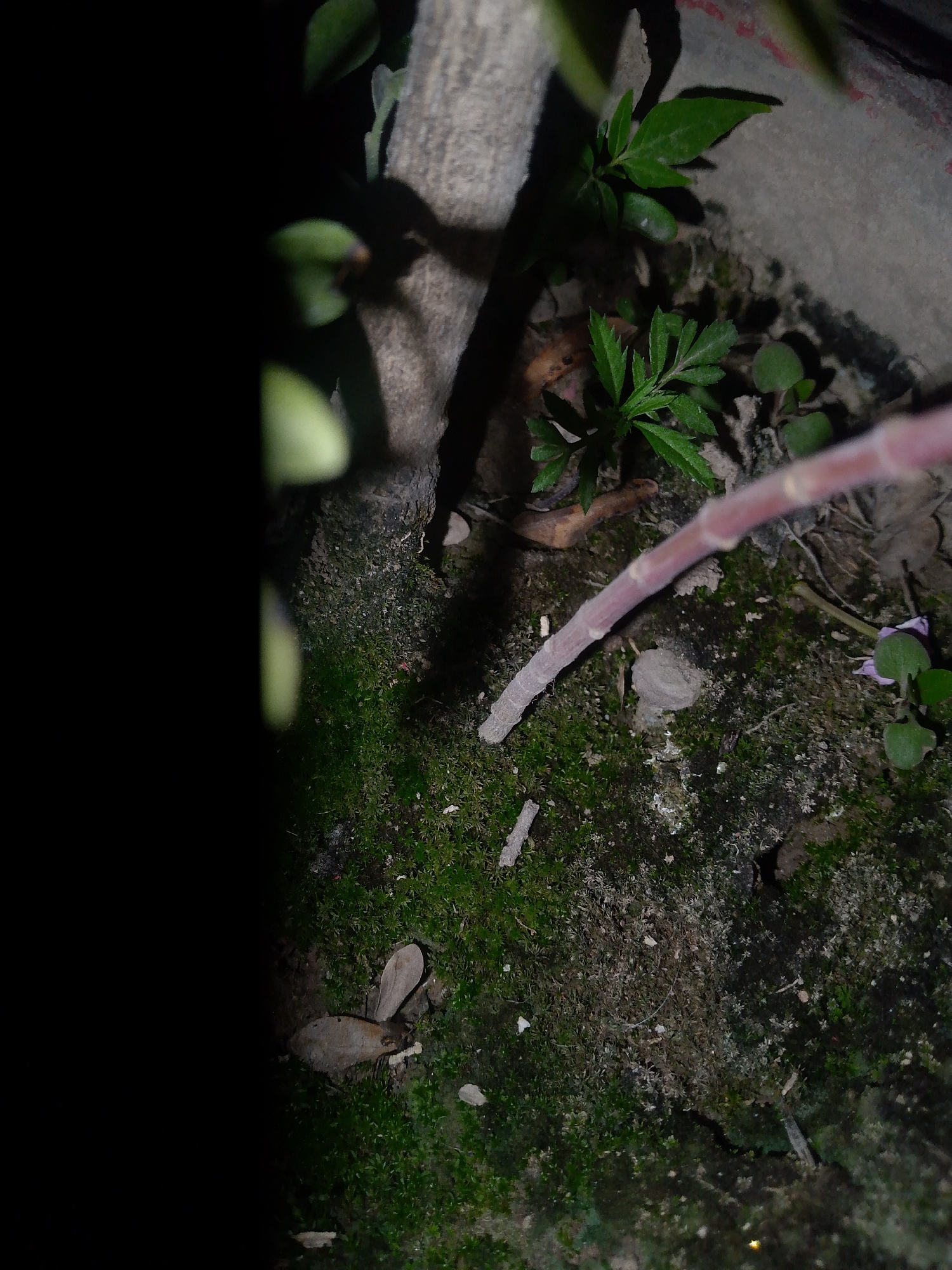 This image captures a low-light, close-up view of an overgrown ground area within the City of Unknown, Unknown. The scene is dominated by dark green moss and various small, green leafy plants thriving on an uneven, earthy surface interspersed with patches of bare soil. In the background, light gray, textured surfaces resembling concrete or stone walls are partially visible, suggesting a built environment. A prominent reddish-brown, segmented stick or stem lies diagonally across the ground from the upper right, resting on the moss. Scattered across the scene are several dried, light brown leaves, including two larger, broad leaves in the lower-left quadrant, and small pieces of debris. The left side of the frame is significantly obscured by a large, out-of-focus dark mass and blurred green foliage. Lighting is dim, indicating either a shaded area or nighttime conditions. No individuals or specific activities are observed.