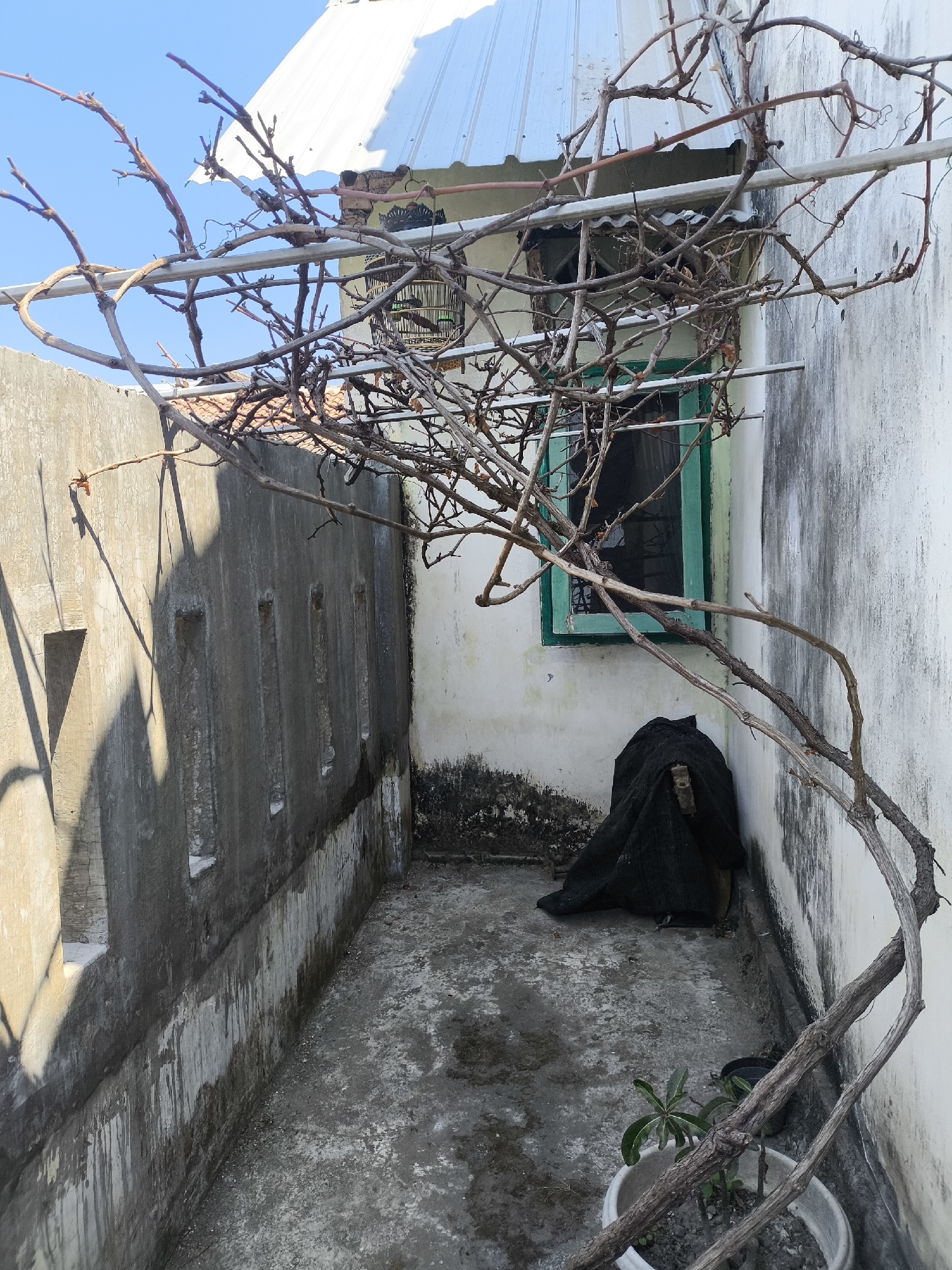 The image shows an outdoor area, possibly a narrow courtyard or alley, next to a building. A bare vine with dry branches arches over the space, supported by metal poles. The ground is concrete and appears weathered and uneven. To the left, a concrete wall features several narrow, rectangular openings and a larger triangular opening. The right side of the scene is dominated by a white wall with some staining. A window with a green frame is visible on this wall. In the corner, next to the window, is a dark, cloth-covered object. A small potted plant is visible in the foreground on the right. In the background, part of a corrugated metal roof is visible. The sky above is clear and blue. There are no people or animals visible in the image. The setting suggests a functional, possibly neglected, outdoor space in a residential or commercial area. This scene is consistent with the type of outdoor spaces found in Lumajang, Indonesia, characterized by simple building materials and the presence of vegetation.