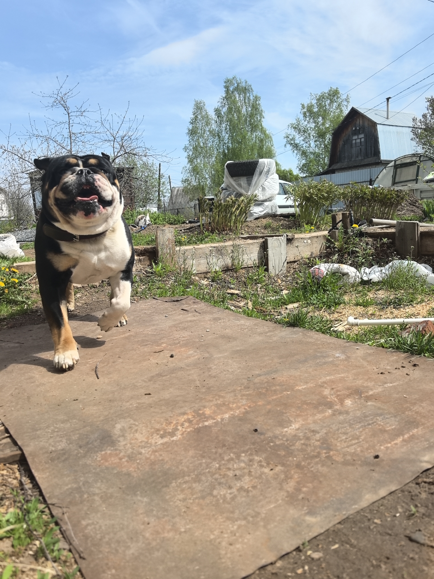 A black and white bulldog is running towards the camera on a rusty metal sheet in Noviy, Russia. The dog has a black and tan head with a white chest and brown paws, wearing a brown collar. The background features a garden with a wooden-framed flower bed, various plants, including what appears to be peonies, and a partially visible white car covered in plastic. A rustic building with a metal roof is visible in the distance, set against a partly cloudy, blue sky.