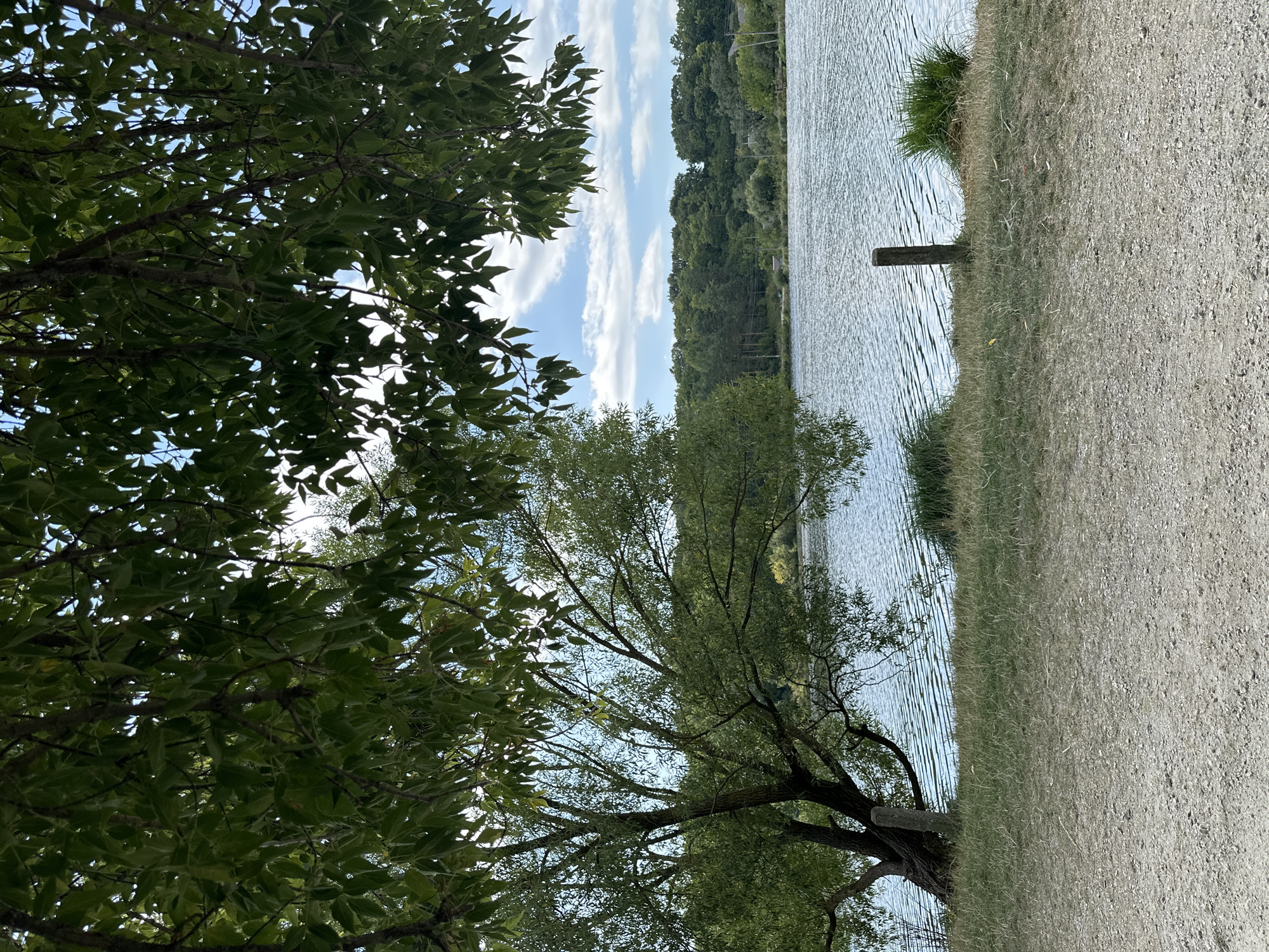 The image depicts a serene natural scene, likely a park or a recreational area near the city of Makiv, Ukraine. In the foreground, a gravel path leads the eye towards a body of water, possibly a lake or a wide river, its surface rippling under a partly cloudy sky. On the left side of the frame, a mature willow tree with cascading branches leans towards the water, its trunk sturdy and textured.
The middle ground is dominated by the expanse of water, with a gentle breeze creating a pattern of waves. Along the bank, dry grass and some tufts of green vegetation are visible, interspersed with a solitary wooden post, suggesting it might be a boundary marker or part of an old fence. Beyond the water, a dense line of trees forms a verdant backdrop, with a few scattered houses visible amidst the foliage, hinting at a rural settlement or the outskirts of Makiv. The sky is a blend of soft blue and white clouds, casting a diffused light on the landscape. The overall atmosphere is one of tranquility and natural beauty, characteristic of the Ukrainian countryside.