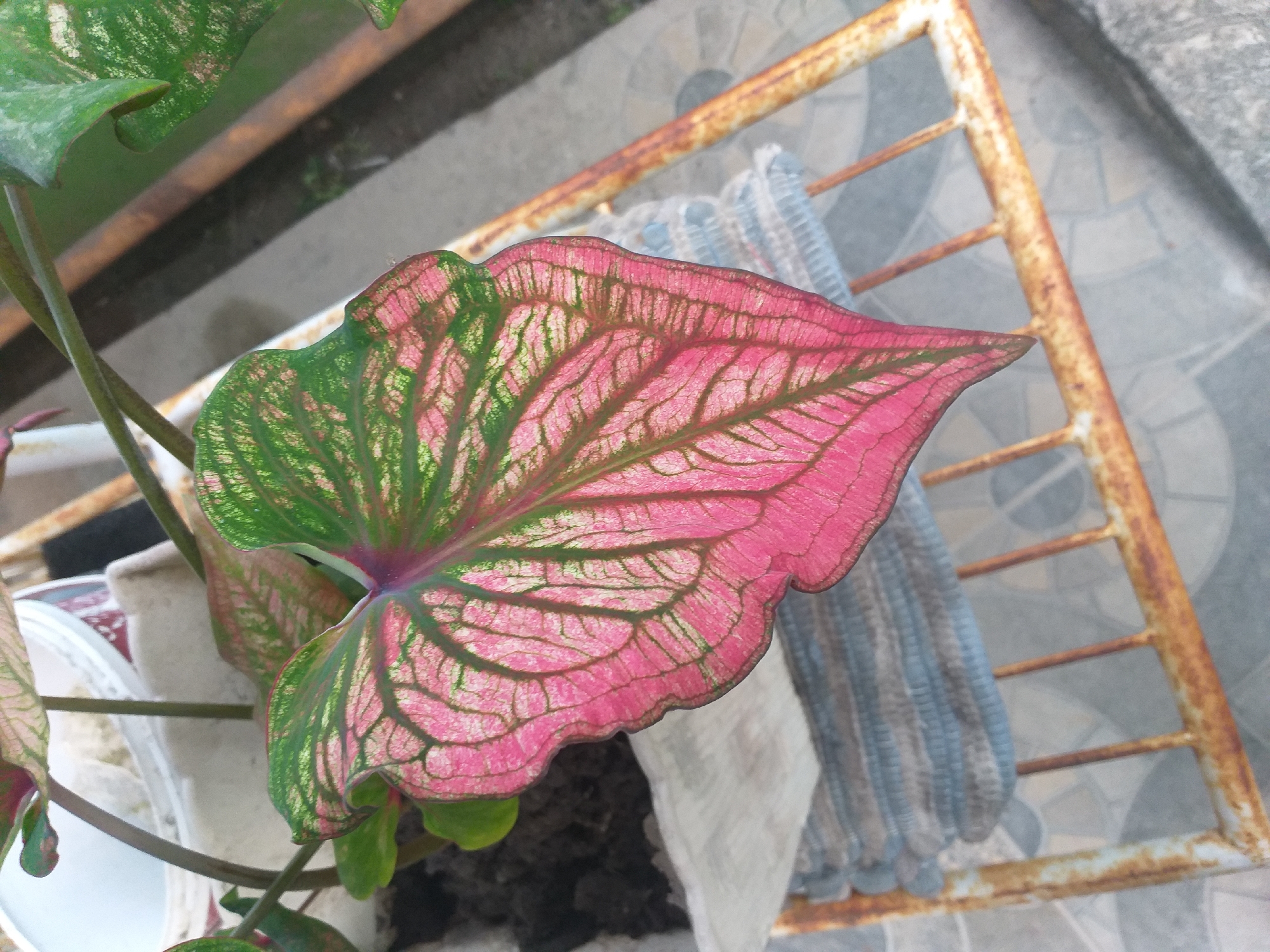 An overhead, medium shot captures a striking pink and green leaf of a caladium plant in focus, positioned slightly off-center to the right. The leaf exhibits prominent, dark green venation against a vibrant pink background, with patches of green overlaying the pink near the leaf's edge and towards its stem. The leaf's edge is intricately serrated, adding to its detailed texture. Behind the leaf, a white pot containing dark soil is partially visible. To the right of the pot, a weathered, rusty metal rack with horizontal bars runs diagonally across the frame, supporting a stack of blue and gray striped fabric. The background consists of a gray, tiled surface, suggesting an outdoor setting, possibly a patio or walkway. The scene is illuminated by natural light, creating soft shadows and highlighting the leaf's intricate patterns. The image is located in Air Jamban, Indonesia.