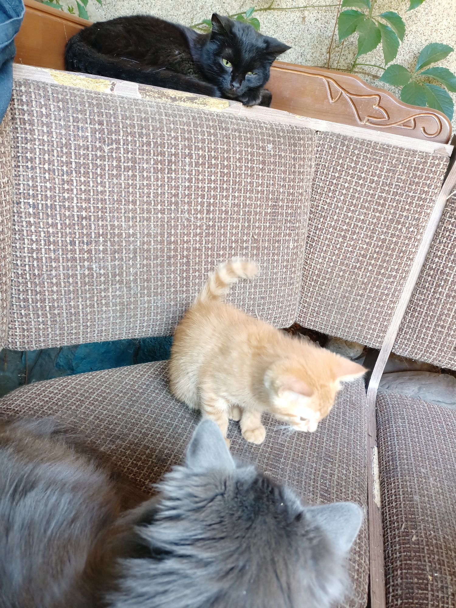 In Almaty, Kazakhstan, three cats are positioned on outdoor furniture. A black cat rests on the top surface of a cushioned seat, its body curled to the right, facing left. To its right, a wooden decorative element with a carved leaf pattern is visible. Below the black cat, an orange kitten stands on a lower cushioned seat, facing right and slightly downwards, its tail curled upwards. In the foreground and partially obscuring the view of the kitten, a grey cat's head and back are visible, facing towards the right. The furniture appears to be worn and is situated outdoors, with greenery and sand visible in the background.