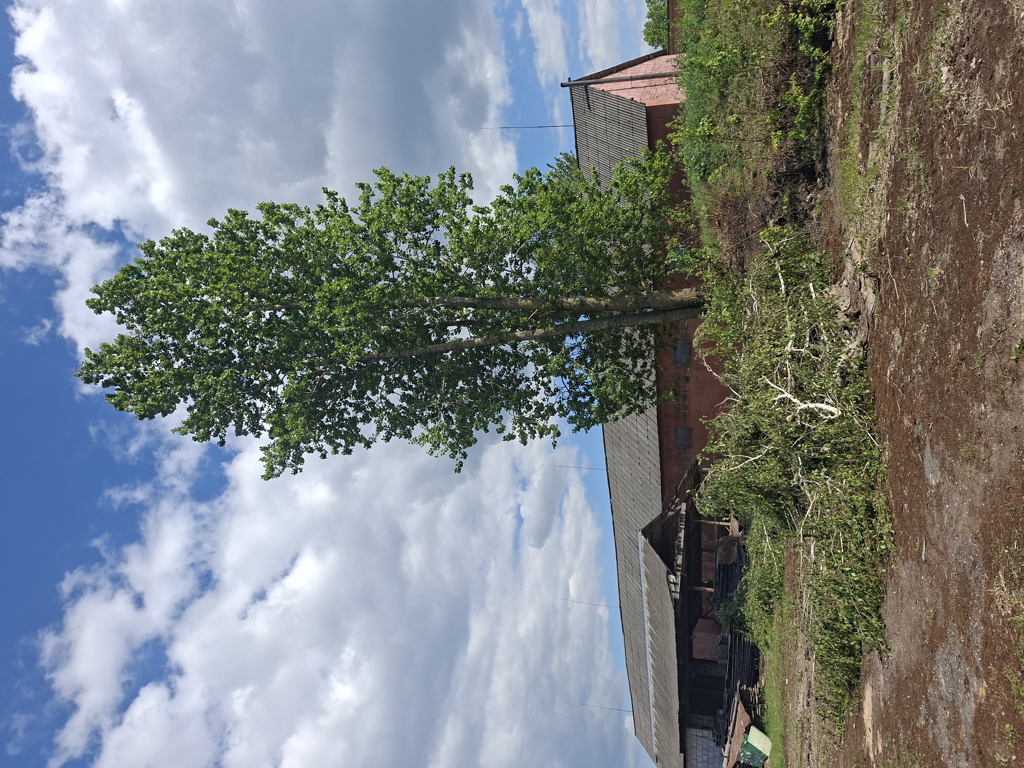 A tree stands tall in the center of the frame, its green foliage contrasting against the blue and white clouds in the sky. Adjacent to the tree, there is a building with a red brick exterior and a roof that slopes. Cut branches are piled up on the ground near the building. The surrounding landscape includes a dirt path and various greenery. The location is identified as Unknown, Unknown.