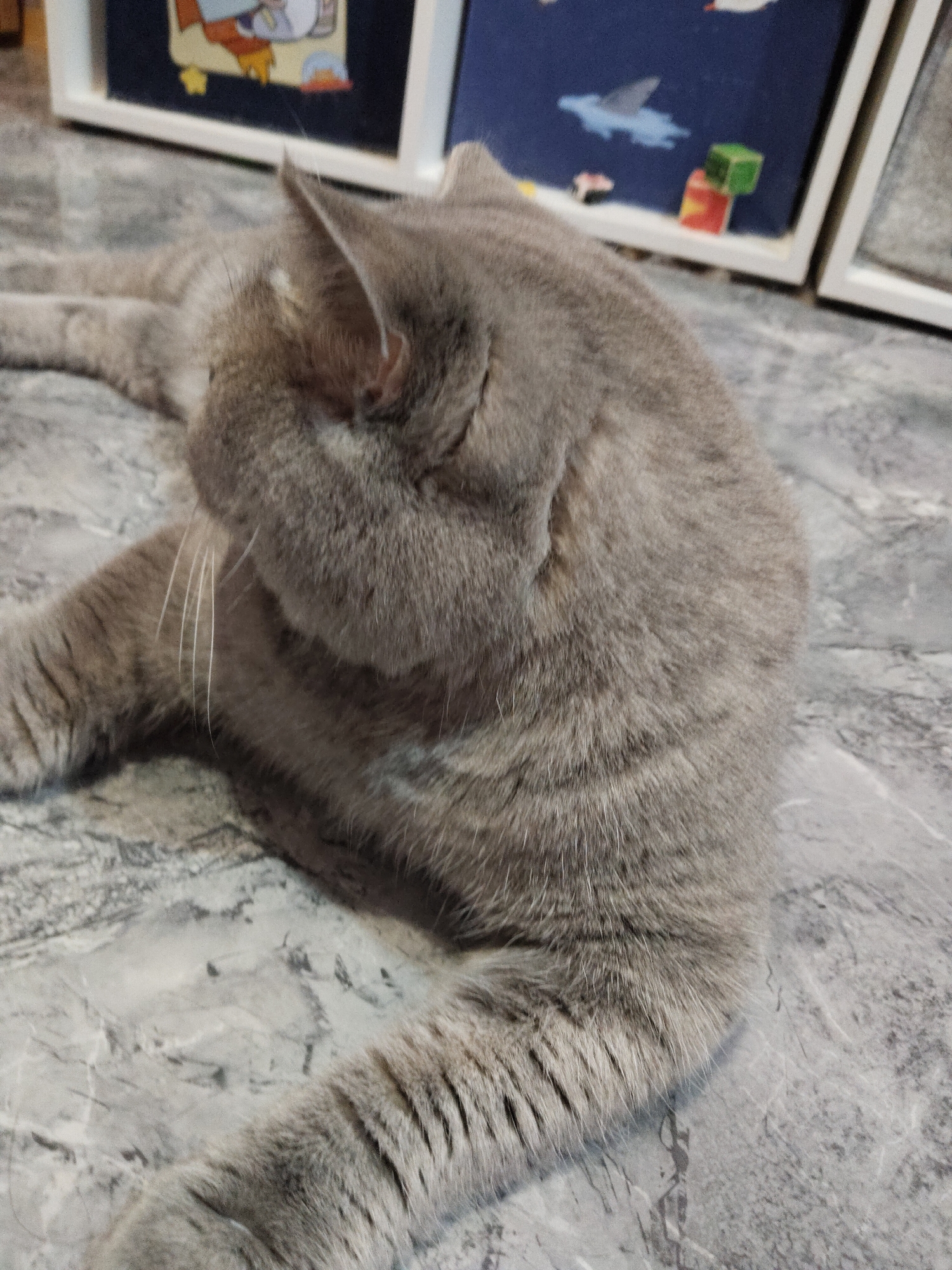 A gray cat is lying on a gray, marble-patterned surface. The cat is facing away from the viewer and to the left. The cat's head is turned to the left and slightly down. The cat's front left leg is extended forward. In the background, there are two picture frames with white borders. The first frame has a cartoon image, and the second frame has an image of birds.