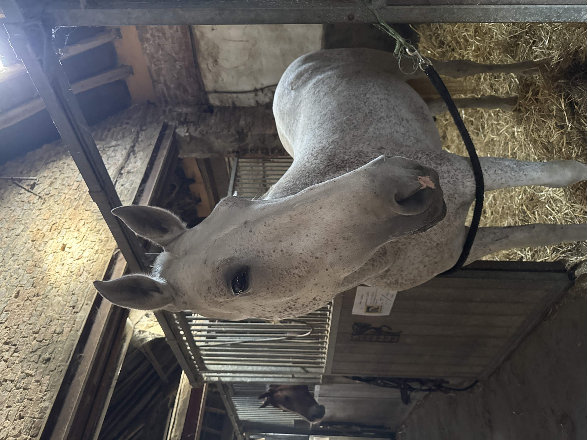 The image shows a close-up of a speckled white horse in a barn stall. The horse's head is angled towards the camera, with its right eye visible. Its ears are perked up. In the background, a darker horse is visible in an adjacent stall. The stall is made of wood and metal bars, with hay on the ground. The barn has a rough stone or brick wall and a wooden beamed ceiling. The location is identified as Estaimpuis, Belgium.