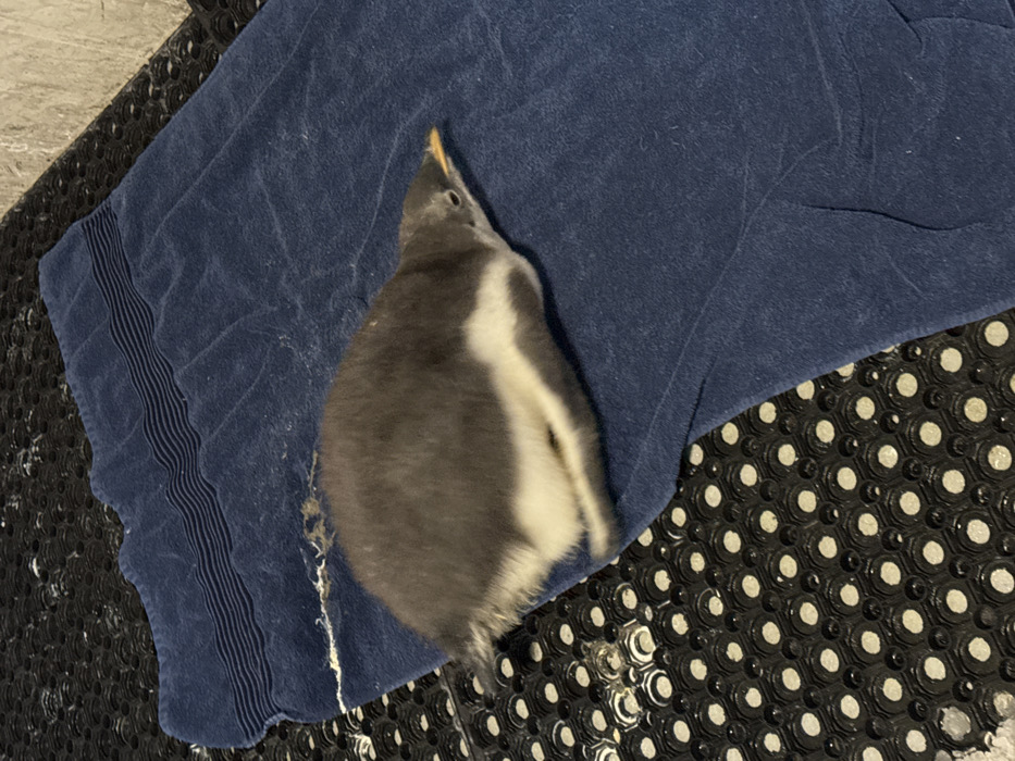 A downy Gentoo penguin chick, exhibiting grey and white plumage with a yellowish-orange beak, lies prone on a dark blue towel. The towel features horizontal stripes and is partially situated atop a black rubber mat with a regular pattern of circular depressions. Scattered white fibrous material, likely down feathers, is visible on the towel near the chick. The immediate environment appears to be an indoor animal care or enclosure area, consistent with facilities such as the Dubai Aquarium & Underwater Zoo or Ski Dubai in Dubai, United Arab Emirates.