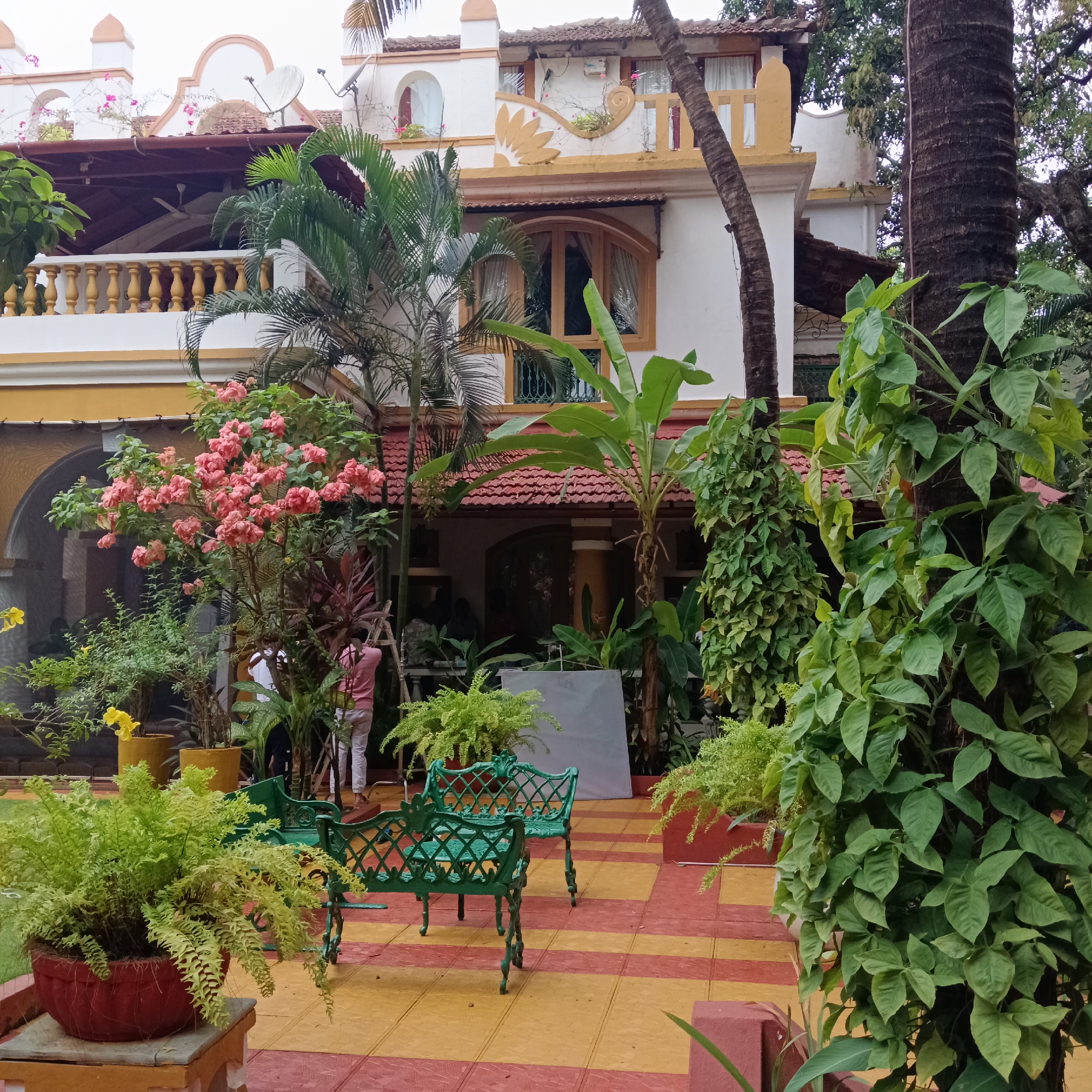 The image depicts an outdoor scene in Anjuna, India, in front of a two-story building. The building is predominantly white with yellow trim around the windows, balconies, and roofline. The roof is tiled with red terracotta tiles. The architecture includes arched openings, a balcony with decorative railings, and various window designs. Satellite dishes are visible on the roof.
In the foreground, there is a garden with a variety of plants, including ferns in pots, flowering shrubs with pink blossoms, and other green foliage. Two ornate green metal benches are placed on a patio paved with red and yellow square tiles.
Two individuals are visible in the middle ground, partially obscured by the plants. One individual is wearing a pink shirt and appears to be setting up equipment or adjusting something on a ladder. A large white reflector screen is also present, suggesting a possible photography or videography setup.
The environment is lush and tropical with palm trees and other trees providing shade. The overall atmosphere suggests a well-maintained property in a warm, tropical climate.