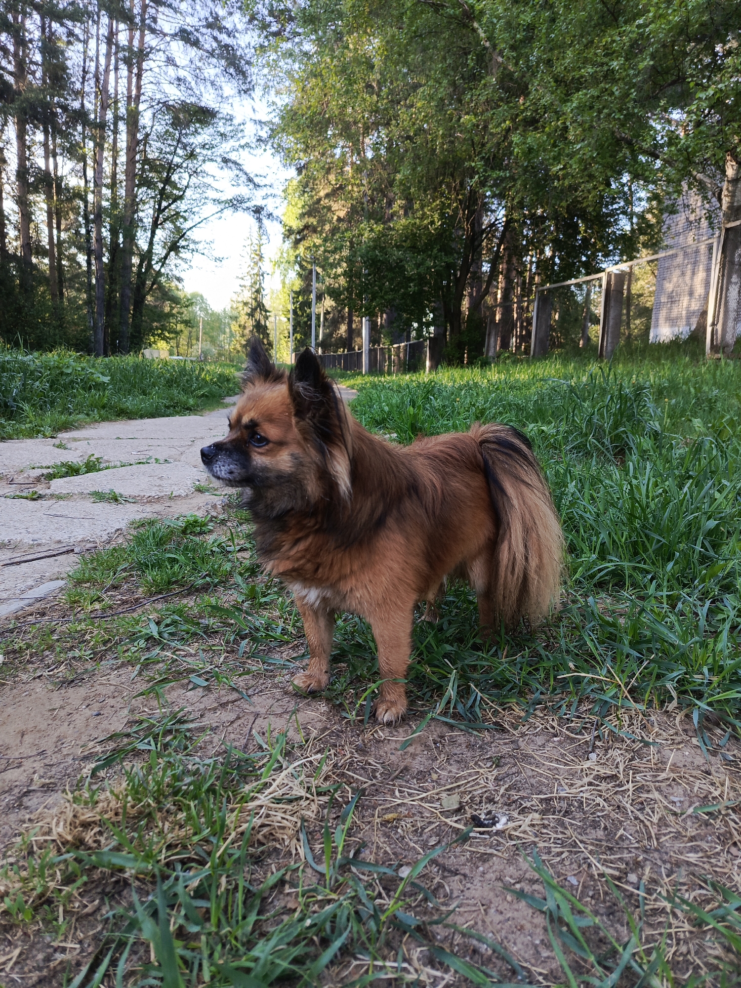 A medium-sized, brown dog stands on a patch of grass and dirt. The dog is facing left, with its tail slightly raised. The background consists of trees, a concrete path, and a wire fence. The image was taken during the day in what seems to be a park or natural area. Based on the information given, the location is somewhere in the city of Chaikovsky, Russia.