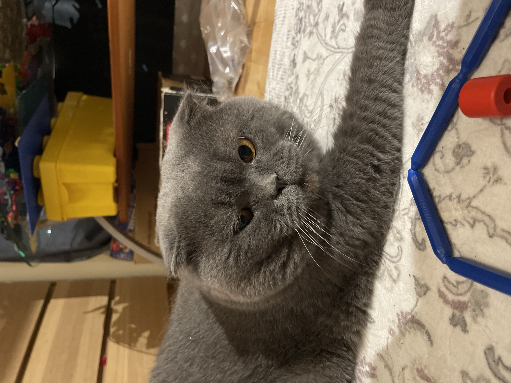 A close-up shot depicts a gray Scottish Fold cat with amber eyes, laying on a patterned off-white blanket. Part of a blue and red toy is near the cat's outstretched paw on the right side of the image. To the left and behind the cat are items including a yellow box, a packaged item, and a cardboard box. The location is Unknown, Unknown.