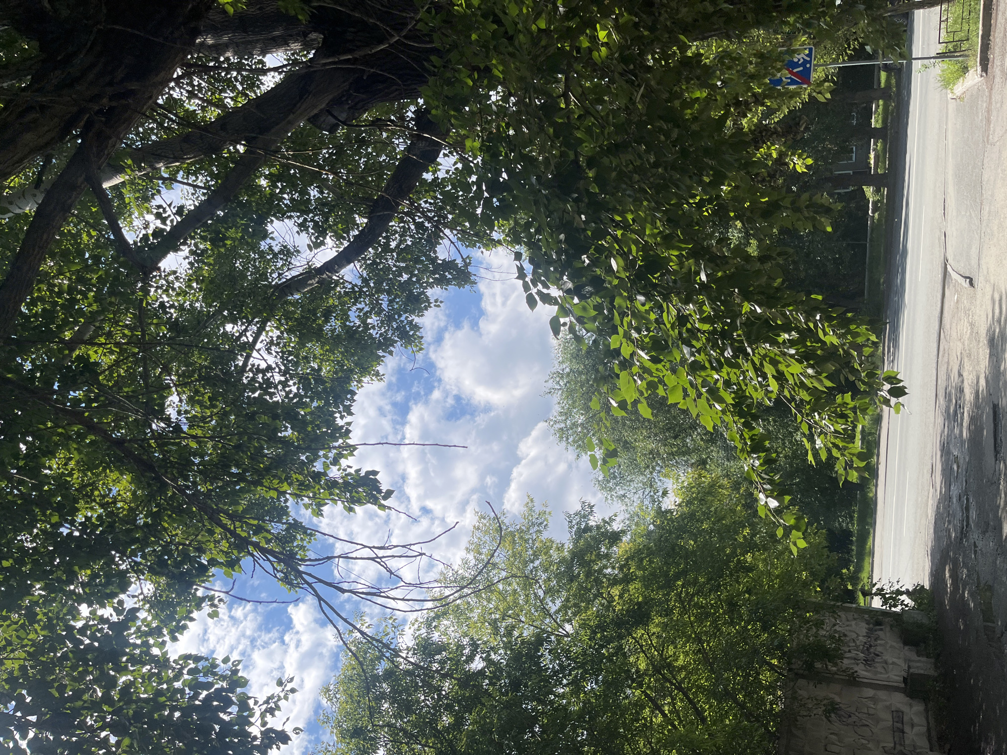 The image shows a street scene in Chelyabinsk, Russia, with a focus on a large tree in the foreground. The tree's branches and lush green leaves fill the upper portion of the frame, obscuring a bright blue sky dotted with fluffy white clouds. The tree is likely a deciduous species, possibly a poplar or a linden, given the size and leaf shape.
Beneath the tree, a paved road runs horizontally across the midground. The road appears to be a two-lane street, with white markings indicating lanes. To the left of the road, a rough, graffiti-covered concrete wall is visible, possibly part of a building or a boundary. The wall is weathered and shows signs of decay.
In the background, beyond the road, a line of trees creates a dense green backdrop. The foliage suggests a summer or early autumn setting. Further in the distance, faint structures resembling buildings can be seen through the trees, hinting at a residential or urban area.
To the right side of the image, a blue and red diamond-shaped traffic sign with a white silhouette of a person walking is mounted on a pole. This sign indicates a pedestrian crossing or a zone where pedestrians are present. The ground in the foreground is a mix of asphalt and dirt, with some puddles of water visible, suggesting recent rain.
No people are explicitly visible in the image, but the presence of the pedestrian sign implies their potential presence or movement within the scene. The overall atmosphere is one of an overcast but bright day in a city environment where nature, in the form of trees, is integrated with urban infrastructure.