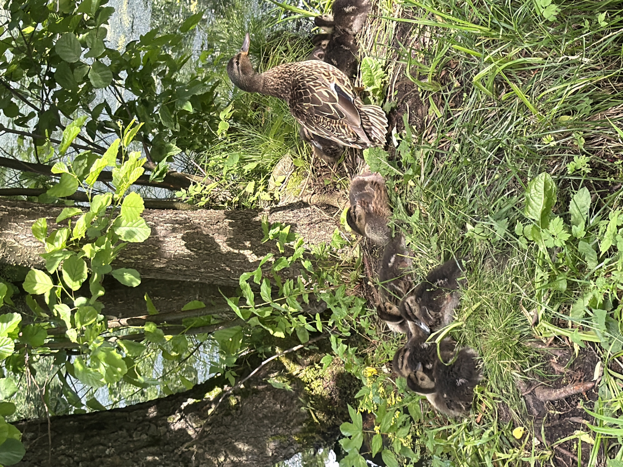 A female mallard duck and a group of ducklings are nestled in the grass on the bank of a body of water, possibly a river or pond, in a natural setting. The ducklings are clustered together for warmth and safety, while the mother duck stands alert, observing her surroundings. Trees with lush green foliage provide shade and a natural backdrop. The scene captures a moment of tranquility and family life in nature. The specific location is not identifiable from the image alone, beyond it being a natural environment with water and vegetation.