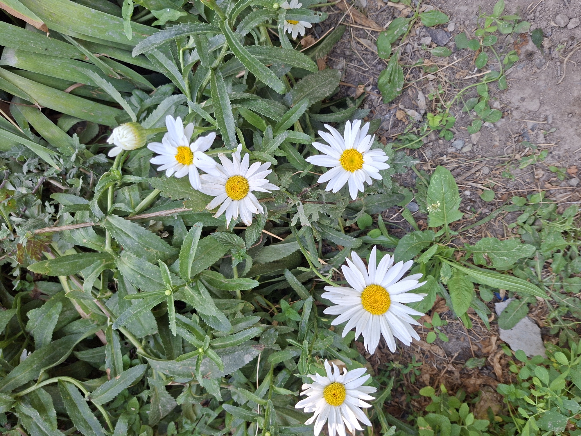 The image depicts a close-up view of several white daisies with yellow centers, growing amongst green foliage. The daisies are in various stages of bloom, with one unopened bud visible. The plants are situated on the ground, which appears to be a mix of soil and small pebbles. The background consists of more greenery, including long, grass-like leaves. This scene is located in Sangchashma, Tajikistan.
