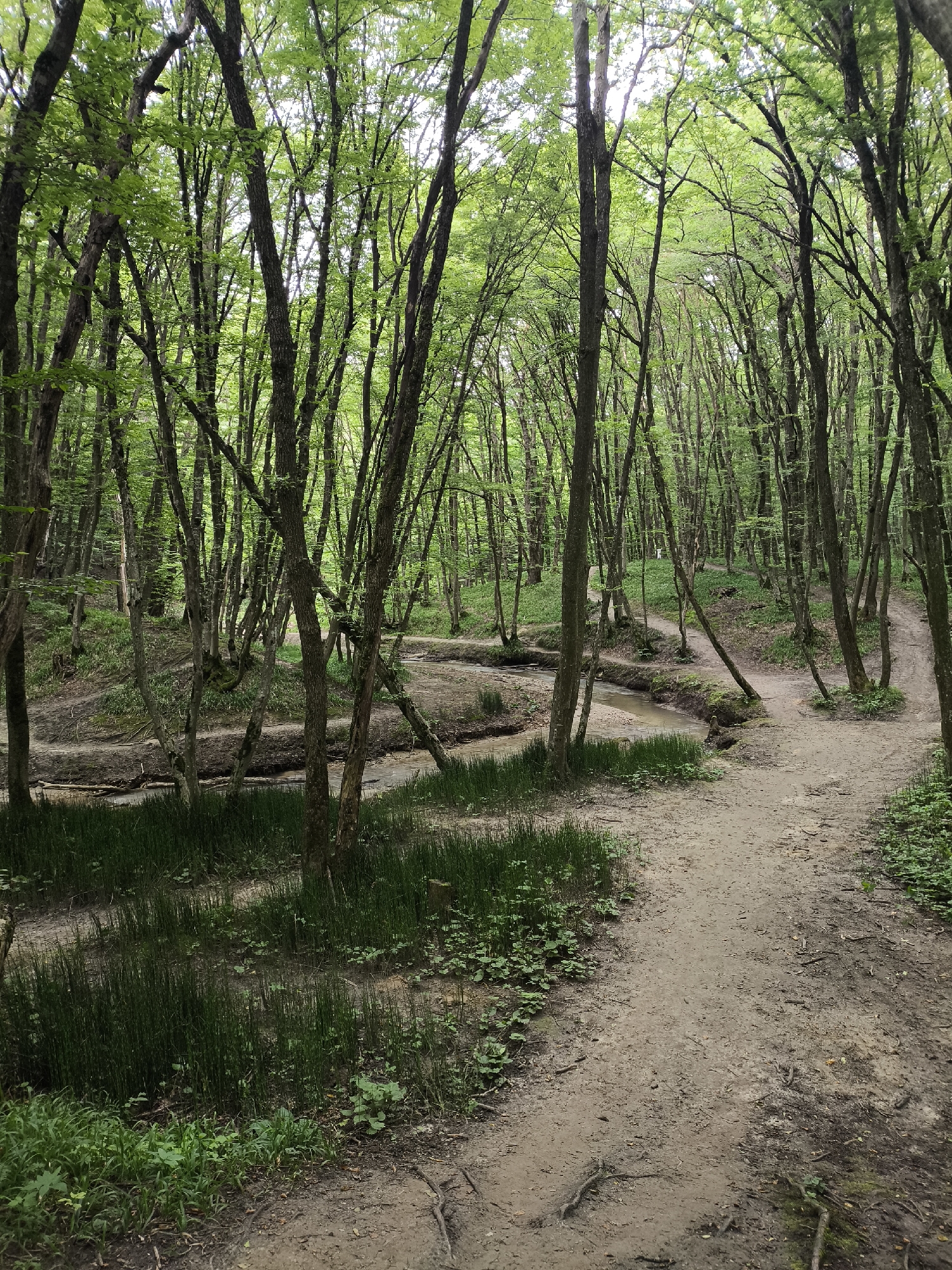 The image depicts a dirt path winding through a dense forest. The path is made of light brown soil and is bordered by lush green vegetation. Tall, slender trees with a canopy of vibrant green leaves dominate the scene, creating a shaded and serene atmosphere. A small stream or ditch with clear water runs alongside parts of the path, with dense, dark green reeds growing from its banks. The forest floor is covered with a mix of soil, fallen leaves, and small plants. The overall impression is one of a natural, untouched environment. This scene is located in the "Beshtaugorsky Forest Park" in the city of Stavropol, Russia.
