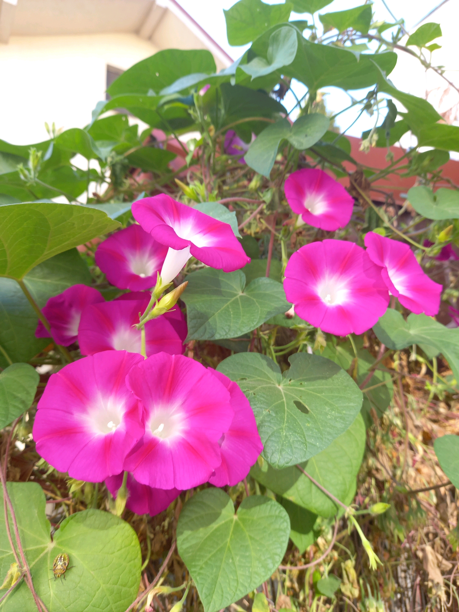 A close-up, eye-level outdoor shot captures a cluster of vibrant pink morning glory flowers in bloom, intertwined with lush green leaves. The flowers, with their trumpet-like shapes and white centers, are the primary focus. A small, striped insect is visible on a leaf in the lower left quadrant of the image. In the background, a light-colored building with a roofline and a hint of a window are discernible, suggesting an urban or suburban setting. The scene is illuminated by natural light, casting soft shadows. The overall impression is one of natural beauty within a developed area, likely a garden or balcony in Focșani, Romania.
