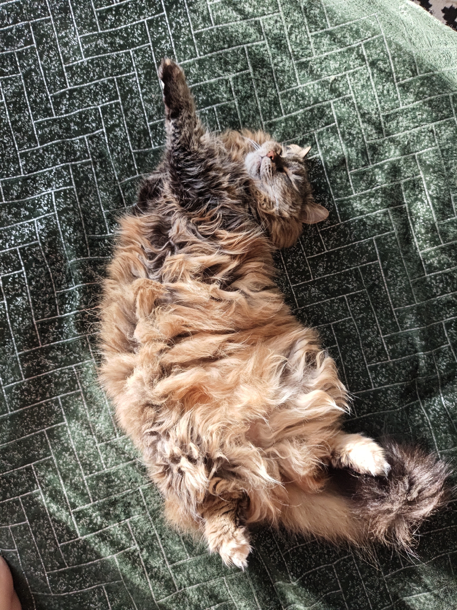 A long-haired cat with brown and tan fur is lying on its back on a green patterned surface. The cat's eyes are closed, and its head is tilted back. One of its paws is raised in the air. The surface appears to be a carpet or blanket with a repeating pattern of rectangular shapes. The lighting suggests the image was taken indoors, possibly near a window, as indicated by the shadow cast on the surface. There are no visible indications of the location in Odesa, Ukraine.