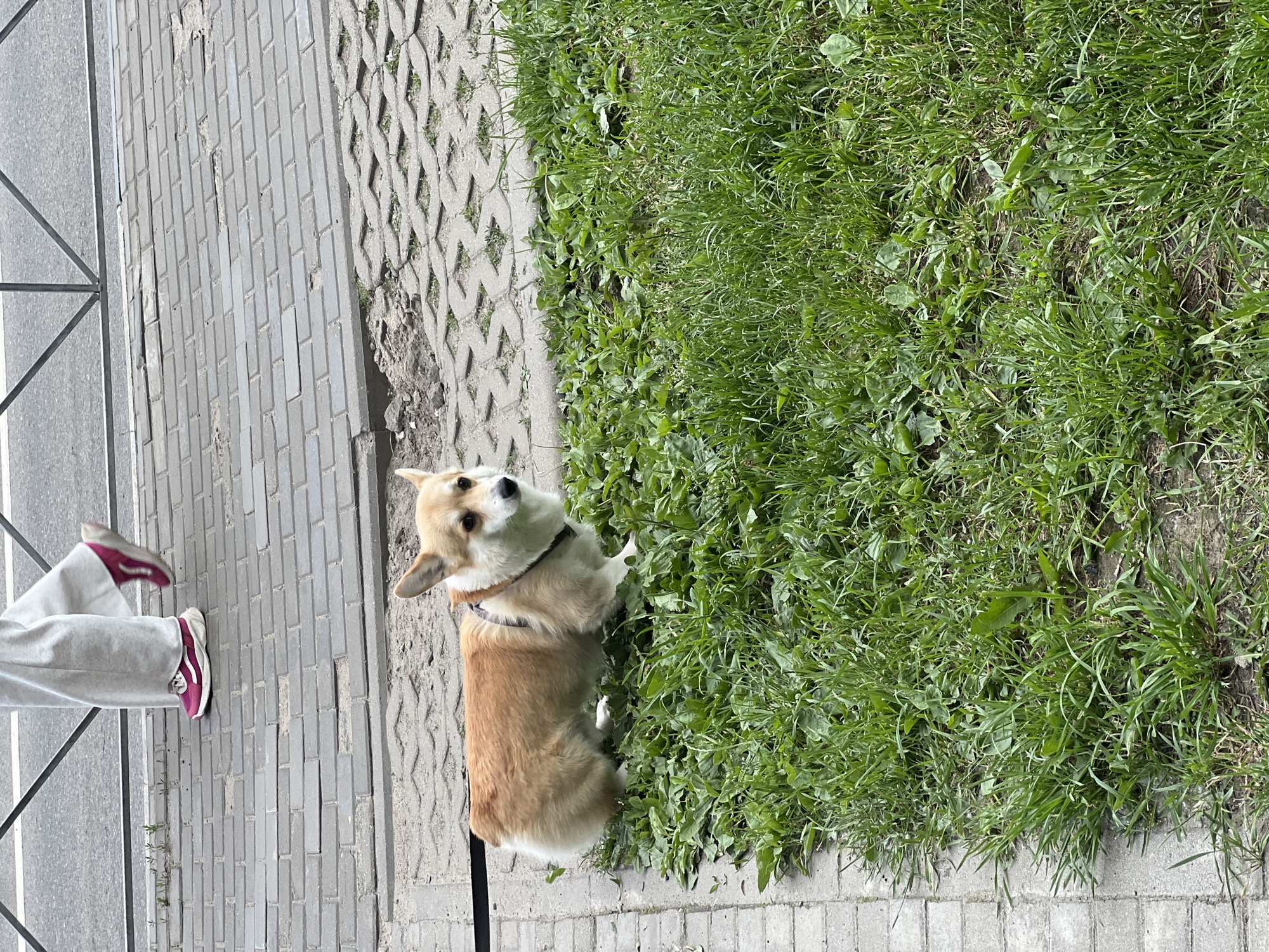 This image, taken in Mytishchi, Russia, captures a low-angle perspective of a person walking a Corgi dog outdoors during bright daylight. The primary subject is a Corgi dog, with distinctive light brown and white fur, wearing a dark harness. It is positioned at the immediate edge of a lush green grassy area, with its front paws seemingly within the grass. The dog is looking upwards with an alert and attentive expression.
To the left of the dog and the grass, a gray paved sidewalk made of rectangular bricks spans horizontally. Further to the left, partially visible, is the lower part of a person's leg and foot. The person is wearing light gray sweatpants and vivid red or magenta sneakers with white soles and laces, with their foot resting on the paved sidewalk. Between the brick sidewalk and the grassy patch, there is a section of concrete grid pavers, typically used for grass reinforcement, with some dirt and sparse growth visible within its patterned openings. The scene suggests a casual walk in a public green space or along a park path. There is no visible text in the image.