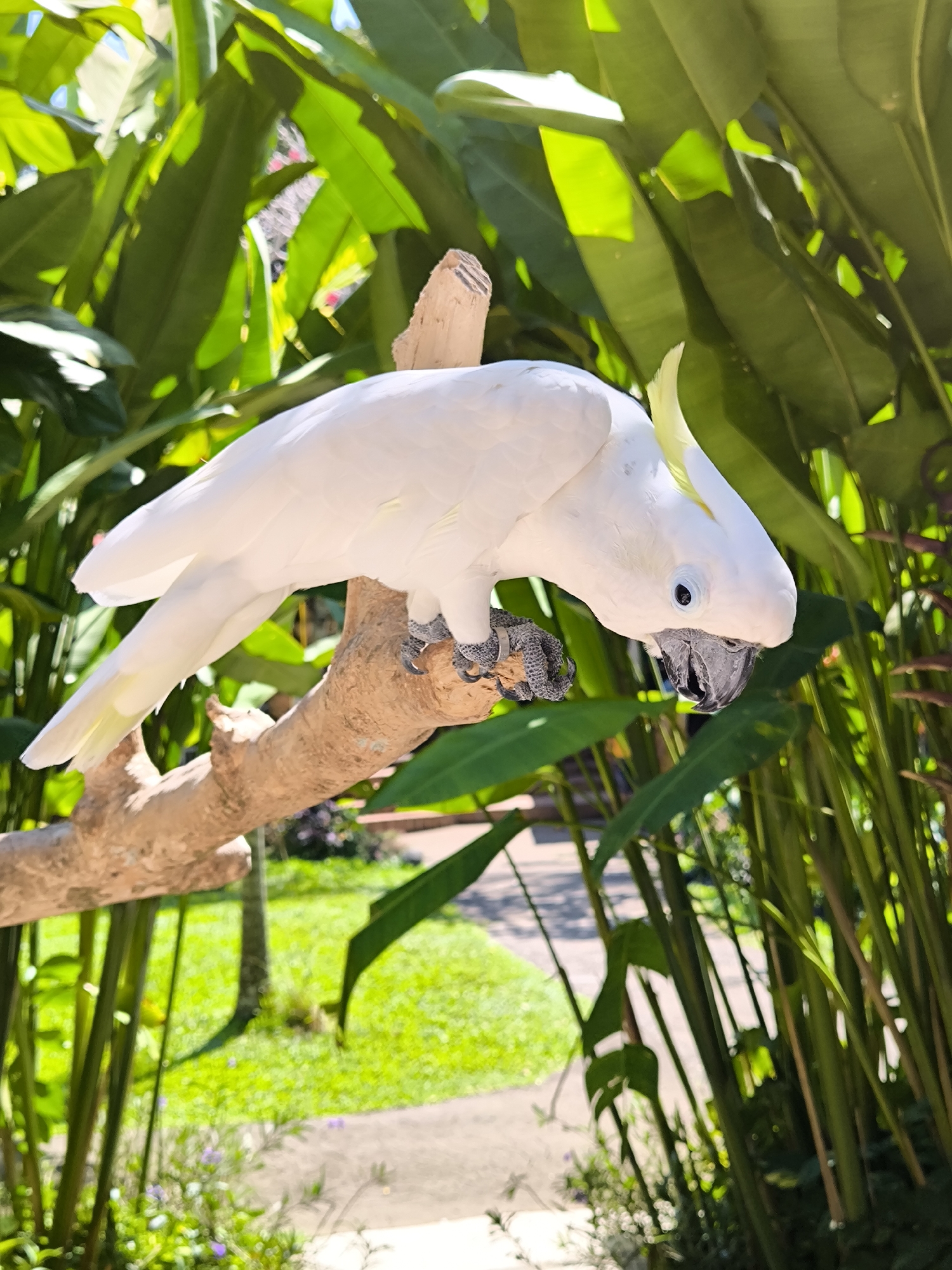 A white cockatoo is perched on a thick, light brown branch in a lush, green environment. The bird faces to the right, with its head tilted down, showing its black beak and a blue eye. Its crest is partially raised, and its white feathers are detailed with subtle shading. The branch it rests on is rough in texture and extends horizontally across the frame. Behind the cockatoo, large, green leaves dominate the background, with some appearing out of focus and others showing sunlight filtering through. In the lower part of the image, a patch of vibrant green grass is visible, along with a paved pathway and some smaller plants with purple flowers. The overall scene suggests an outdoor setting, possibly a garden or a natural habitat within the city of Sukawati, Indonesia.