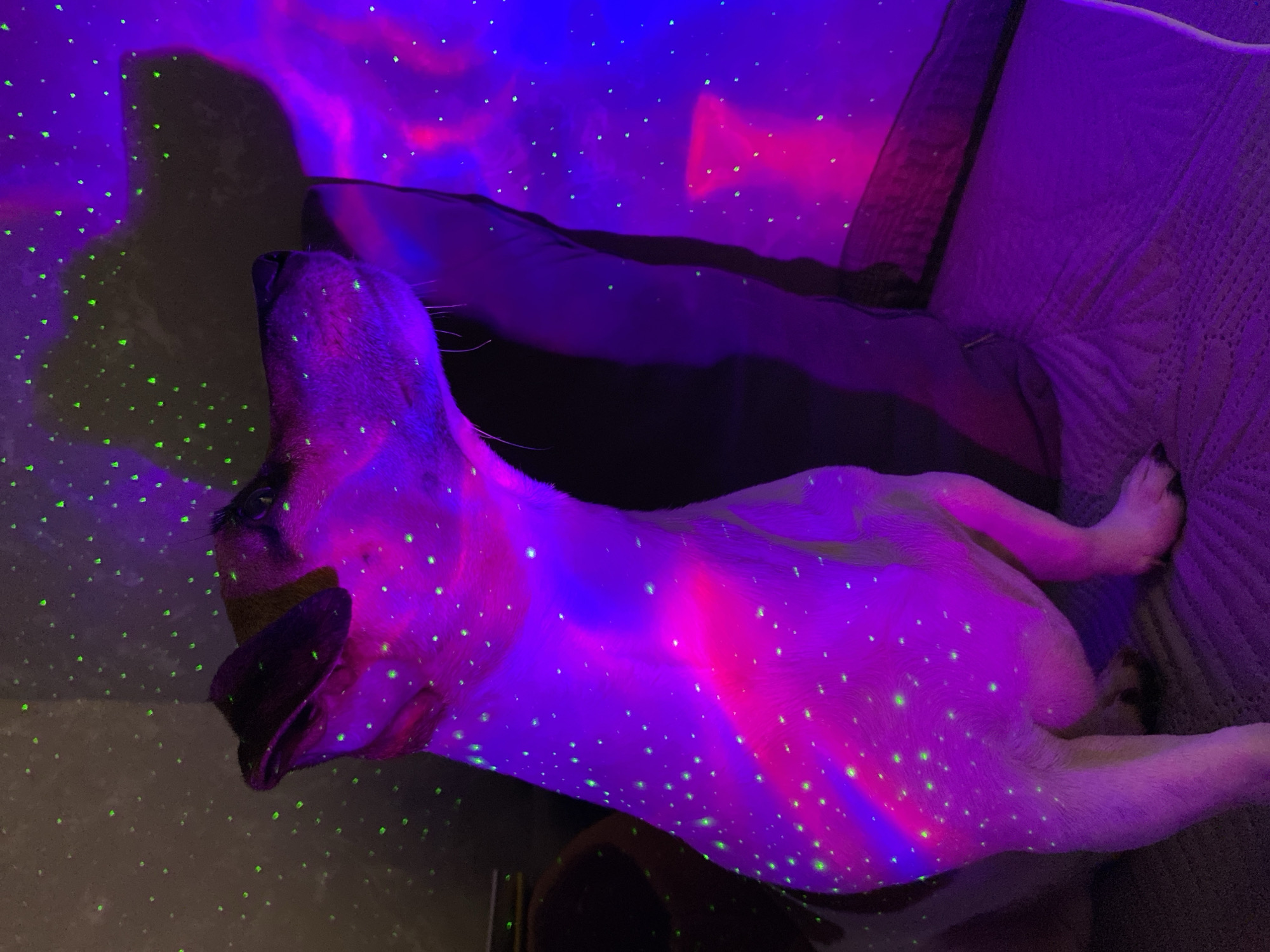 A dog is bathed in pink and blue light, with green dots scattered across its fur and the surrounding environment. The dog is a small to medium-sized breed, likely a Jack Russell Terrier, with white and brown markings. It is sitting on a textured surface, possibly a bed or sofa, and is looking off to the right. Behind the dog, there is a dark, indistinct object that appears to be a pillow or cushion. The background is dominated by a wall or tent fabric illuminated by a purple and pink light source, creating an abstract, colorful effect. There are no people present in the image. The setting is indoors, and the lighting suggests the use of a projector or a similar device to create the patterns and colors. The location in Noviy, Russia, is not discernible from the image itself.