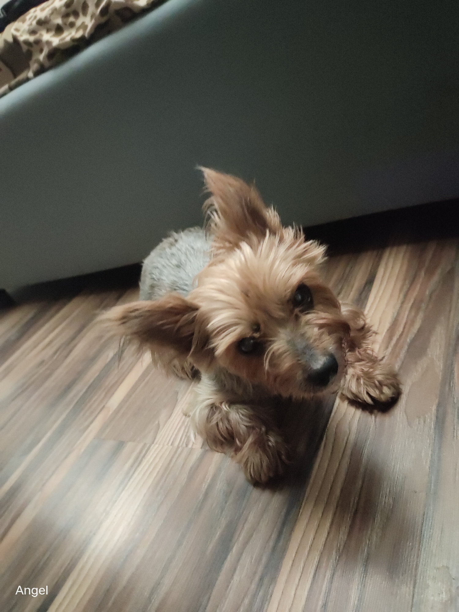 A small, tan and grey Yorkshire Terrier is lying on a wooden floor, looking up at the camera. The dog's ears are perked up, and its tail is not visible. The floorboards are a light brown color with a wood grain pattern. In the background, a grey couch is partially visible, with a patterned fabric on top. The image is lit from above, casting shadows on the floor. The scene appears to be indoors. There is no indication of the city of Tula, Russia, in the image.