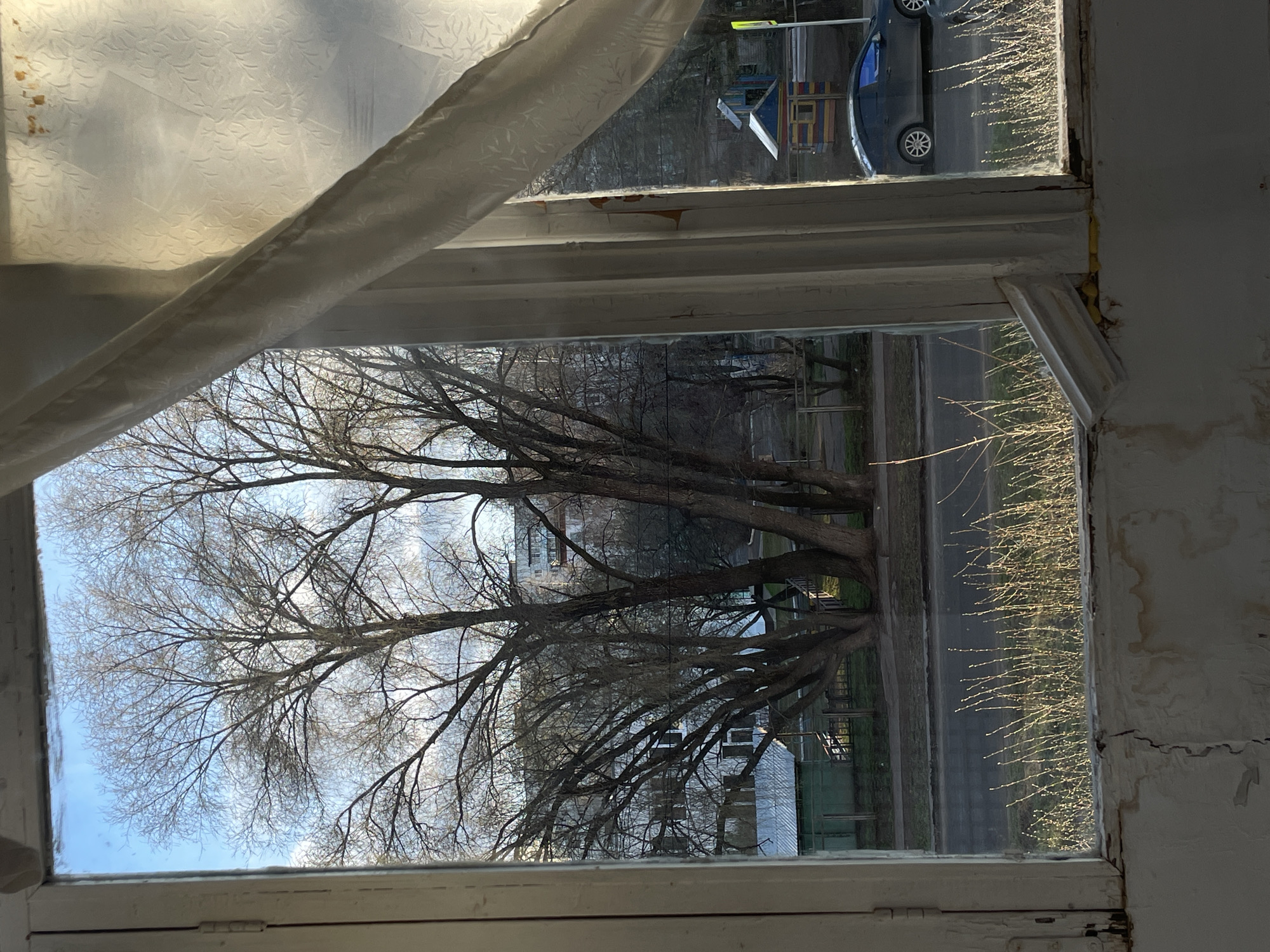 The image captures an outdoor scene viewed through an old, worn window. The white wooden window frame, showing signs of peeling paint, cracks, and discoloration, occupies the foreground. A light-colored curtain with a subtle pattern is draped partially across the top left corner of the frame.
Beyond the window, a large, bare deciduous tree with a dense network of branches dominates the left and central parts of the view, suggesting a late autumn or winter setting. A paved street or road runs horizontally across the middle ground, bordered by what appear to be thin, light-colored bushes or plants catching the sun's low-angle light.
Several vehicles are parked along the street, including a dark blue car visible in the upper right quadrant. Near the car, a small, brightly colored playhouse or similar structure is discernible. In the background, residential buildings are faintly visible through the tree branches. The sky is bright blue with scattered white clouds.
The low-angle sunlight, highlighting elements like the glowing bushes, suggests either early morning or late afternoon. No people or specific activities are visible, presenting a static, quiet neighborhood scene. There is no visible text in the image.