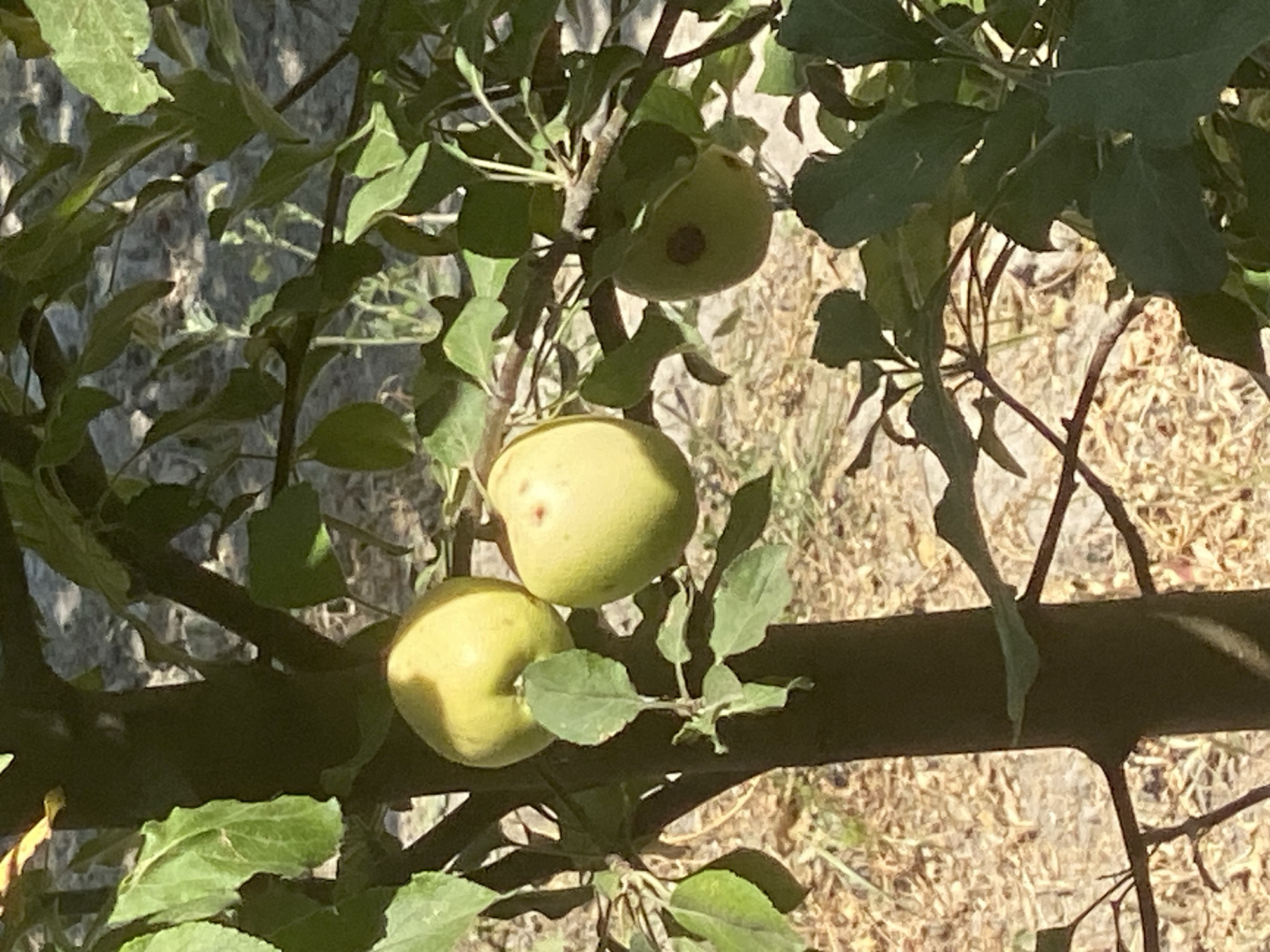 In Arbagish, Uzbekistan, an apple tree bears several unripe apples. One apple, located on the right side of the image, exhibits a dark brown spot, potentially indicating disease or damage. The apples are surrounded by green leaves and branches, with a blurry, sun-drenched ground visible in the background. The scene is an outdoor, natural environment.