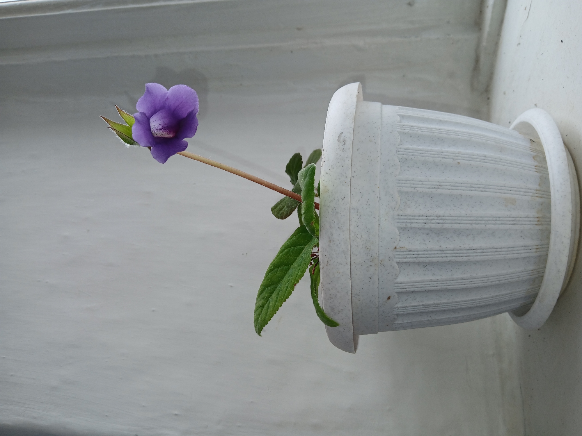 A single purple flower with green leaves sits in a white pot on a windowsill. The wall behind the plant is textured and painted white. The windowsill is also white and appears to be made of concrete. There are no people visible in the image. The scene is indoors, likely in a residential setting. There is no information to indicate this is in the city of Коктал, Kazakhstan.
