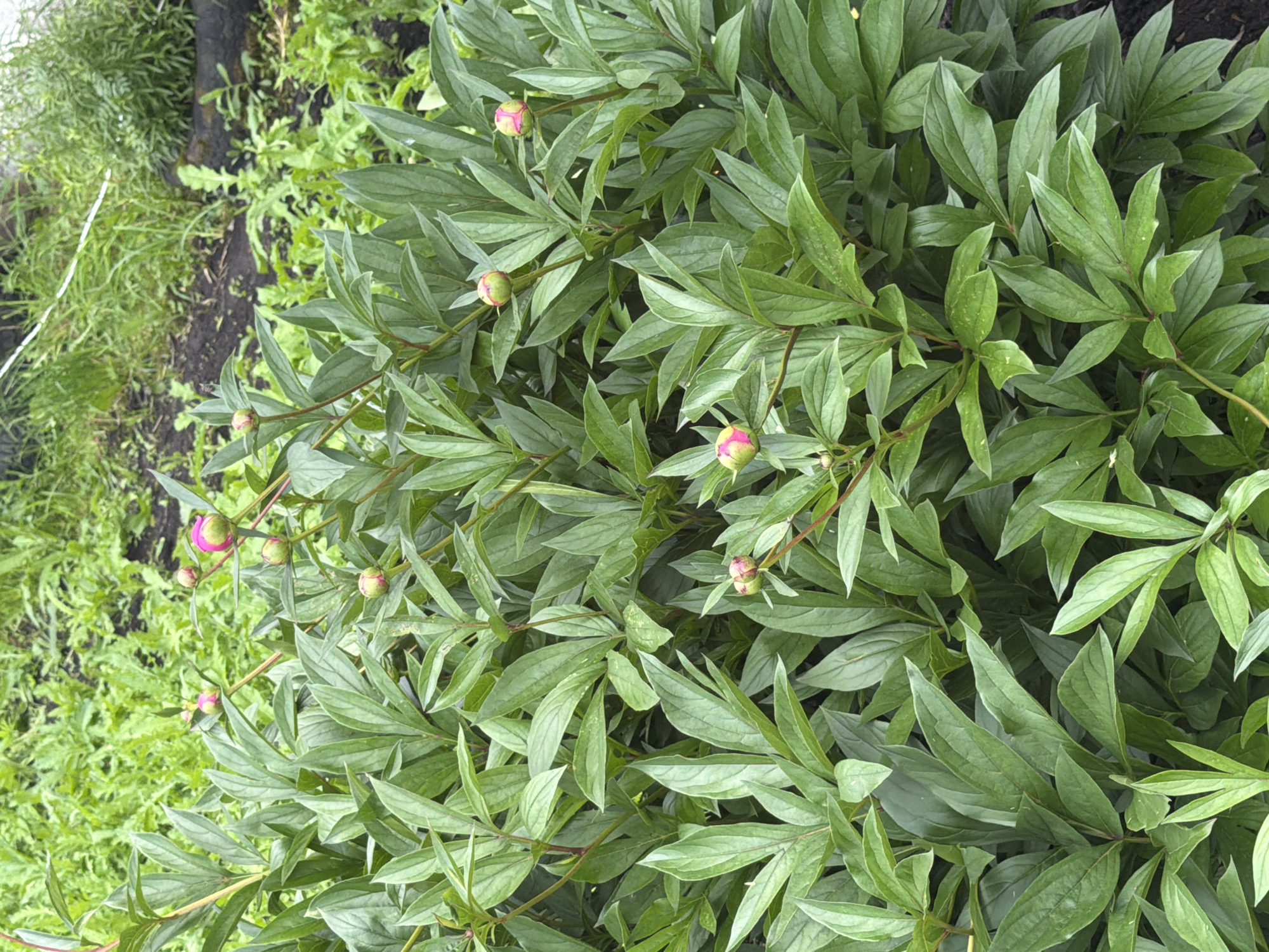 In Mezhevoy, Russia, a peony bush with numerous green leaves and several pink buds is pictured outdoors. The buds are in various stages of development, with some appearing tightly closed and others showing hints of pink on the outer petals. The plant is situated in what appears to be a garden or natural setting, with darker soil visible around the base of the bush and lush green foliage in the background, suggesting a natural or cultivated green space. The lighting indicates it is daytime, with soft natural light illuminating the scene. There are no people or animals visible in the image.