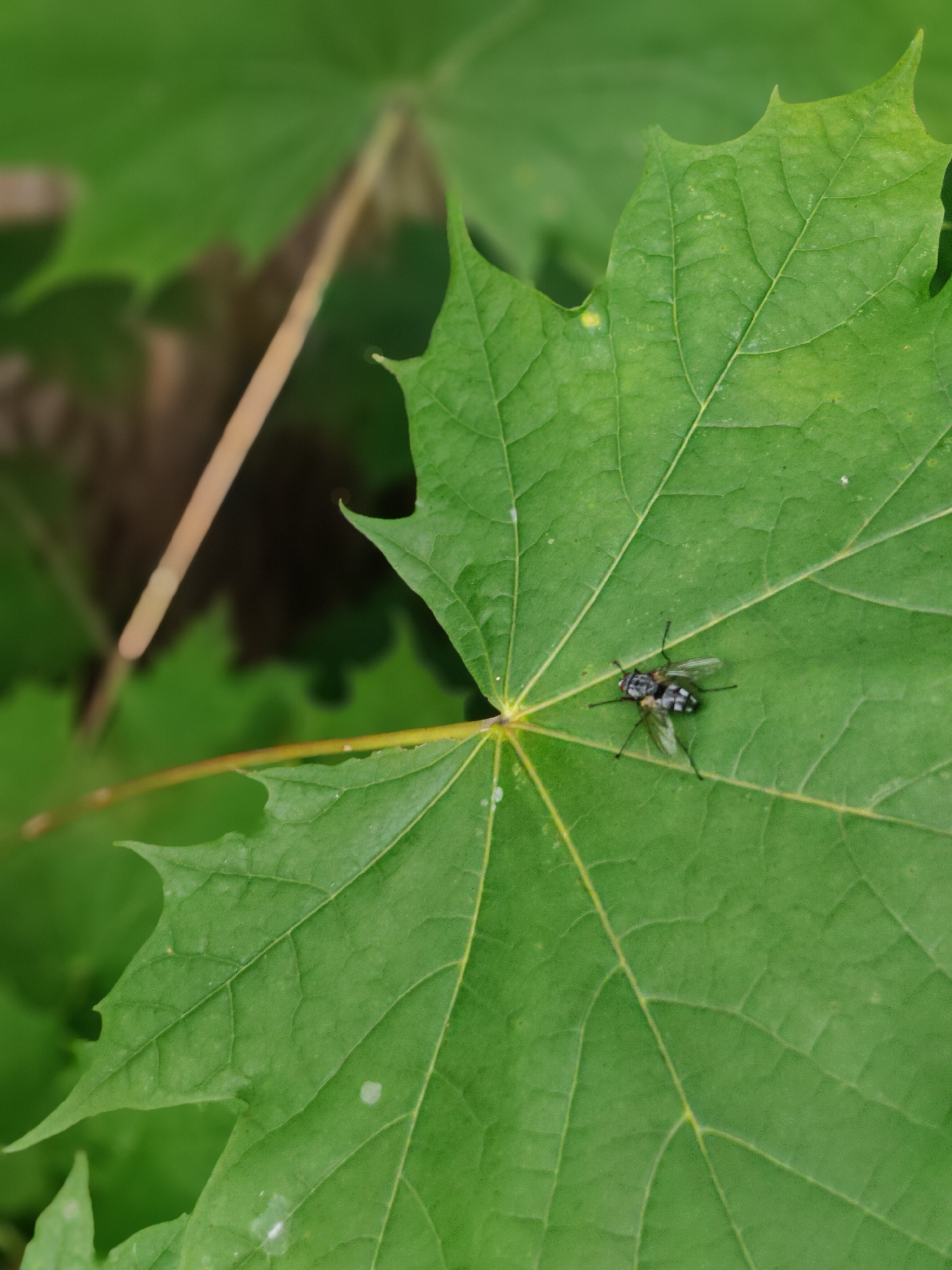 A fly is perched on a green maple leaf in Rumia, Poland. The leaf is large and has prominent veins. The fly is small and dark with some lighter markings on its body and wings. The background is blurred green foliage, suggesting an outdoor natural setting.