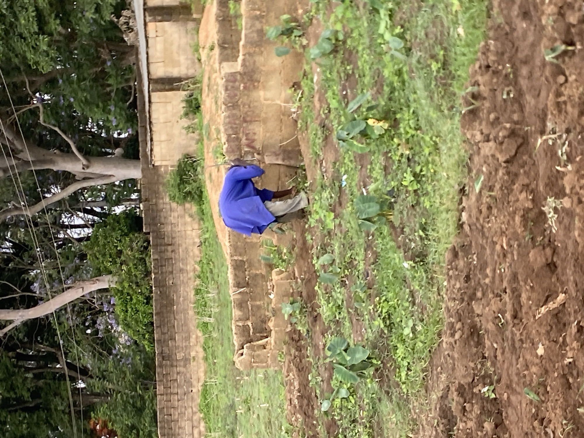 A man in a blue shirt is bending over near a dilapidated brick wall in a garden or agricultural setting. The scene includes lush vegetation, tilled soil, and trees, possibly located in Bukuru, Nigeria.